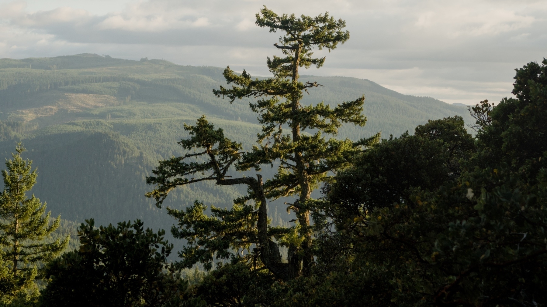tree on a hillside