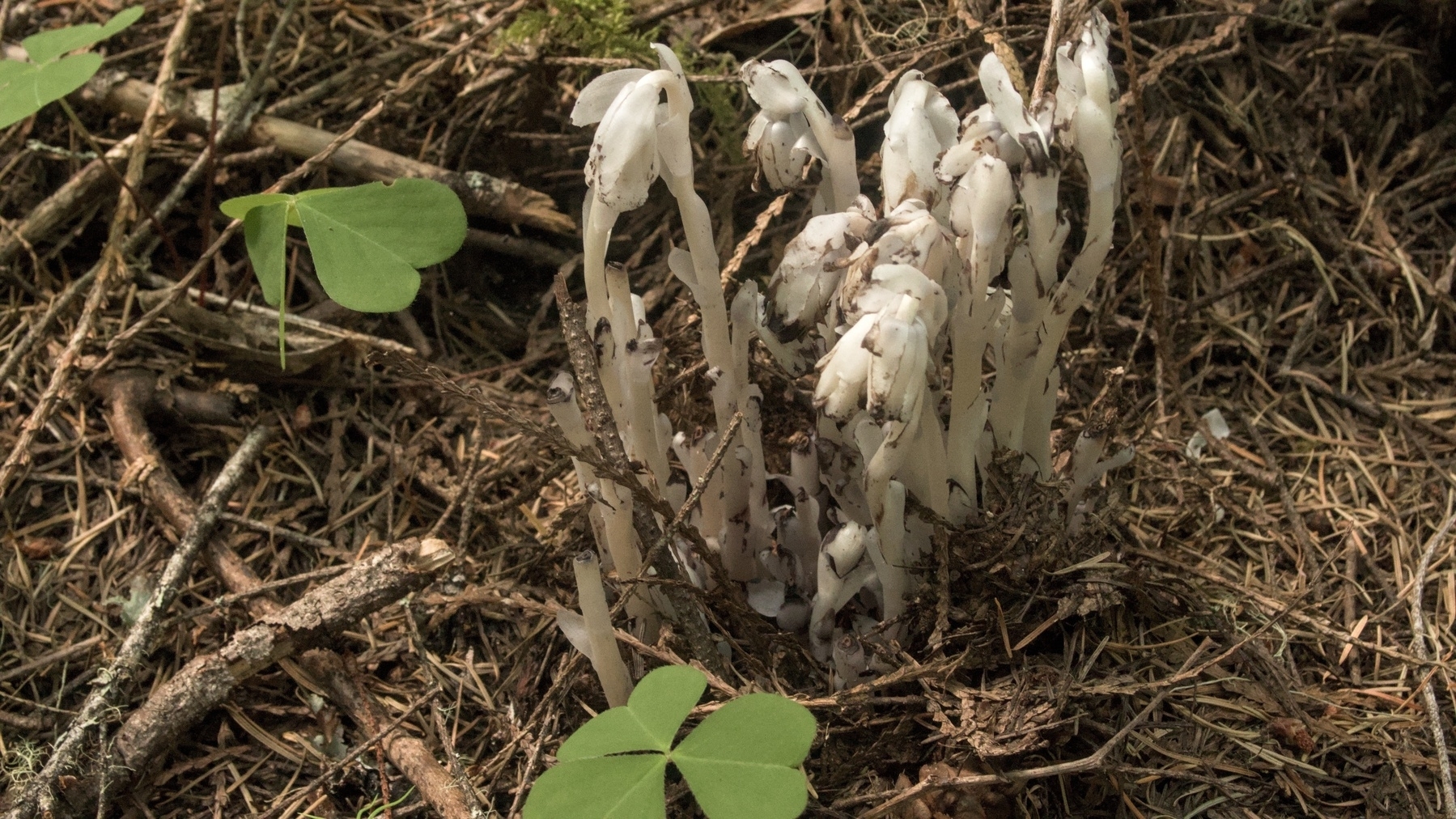 indian pipe growing in the dirt