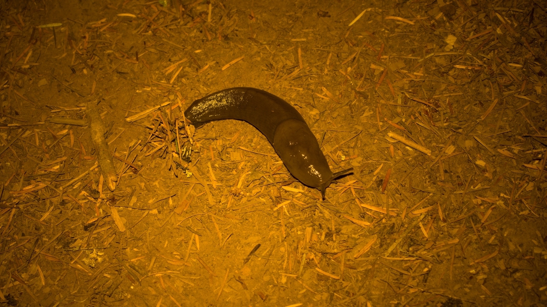 large slug on the trail