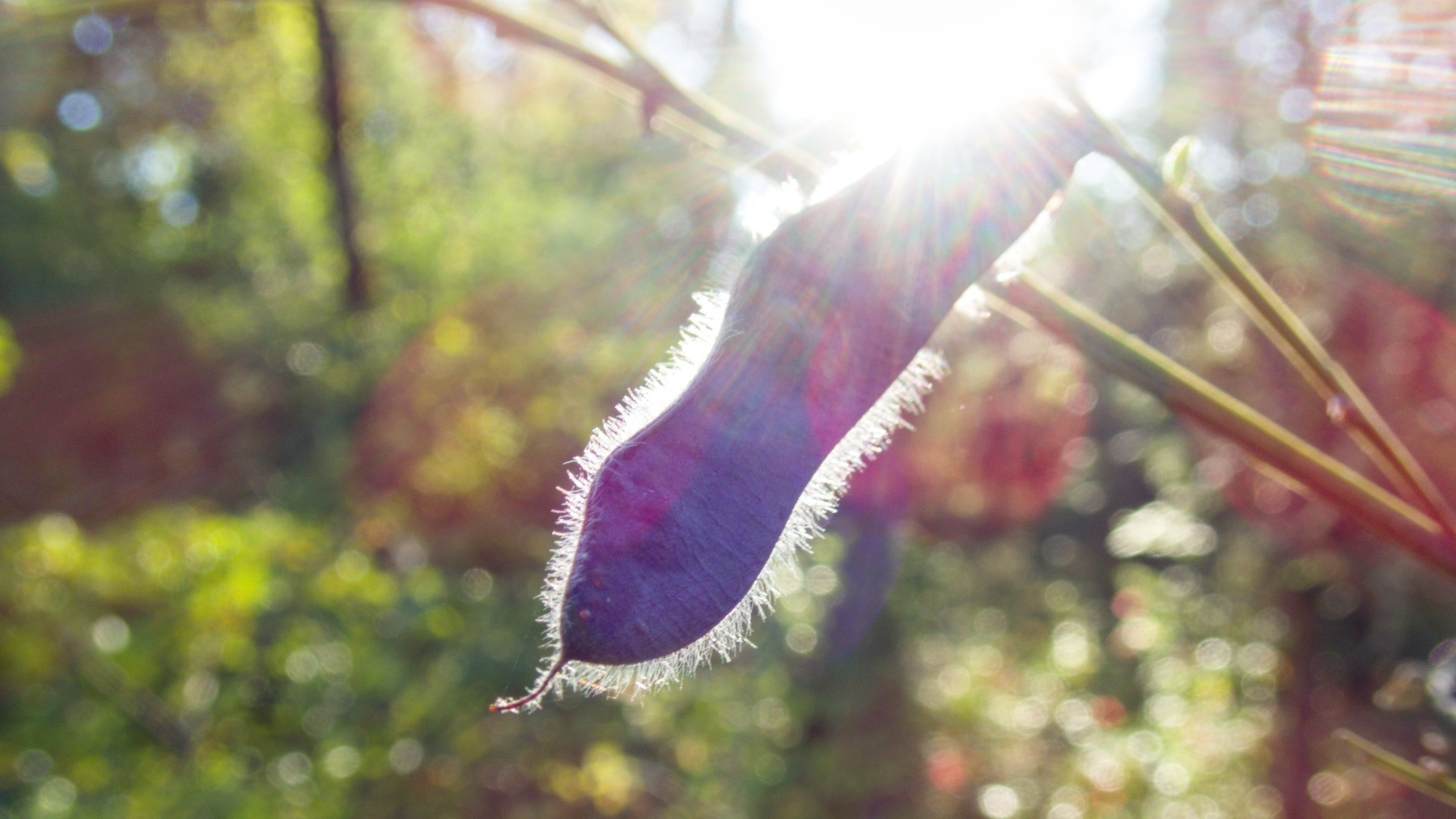 a seed pod in the sun