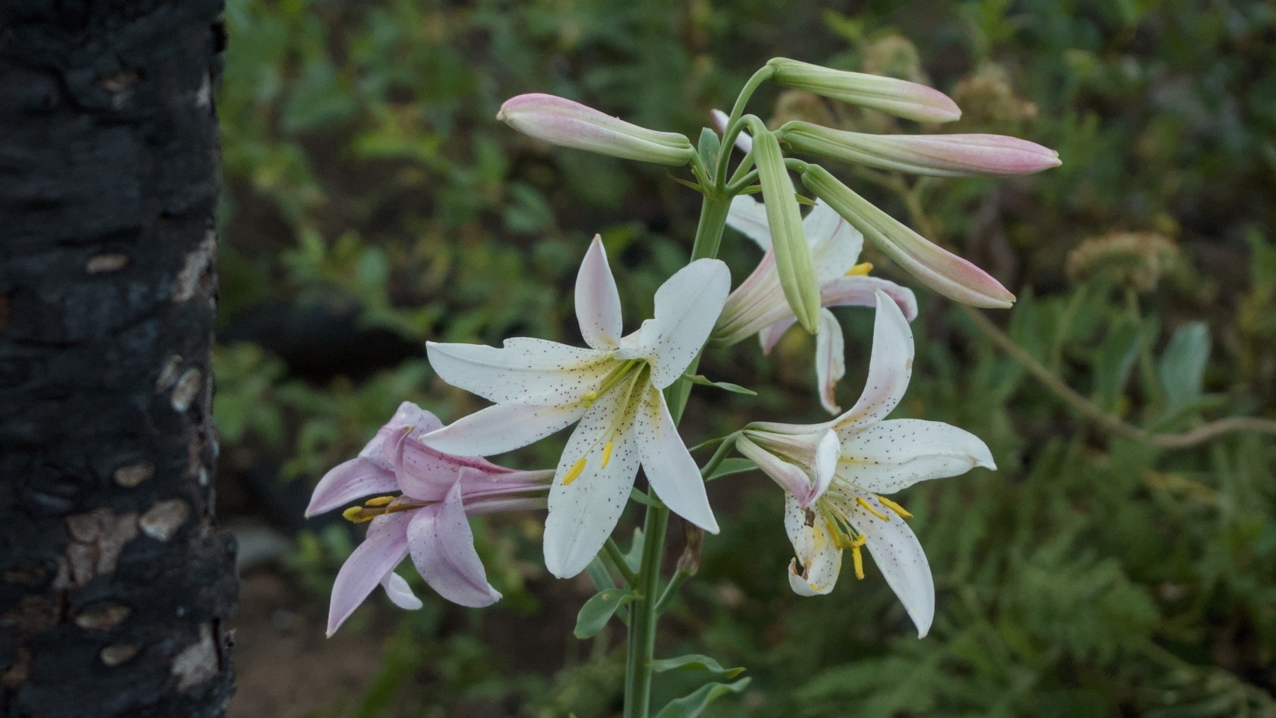 a small spray of wildflowers