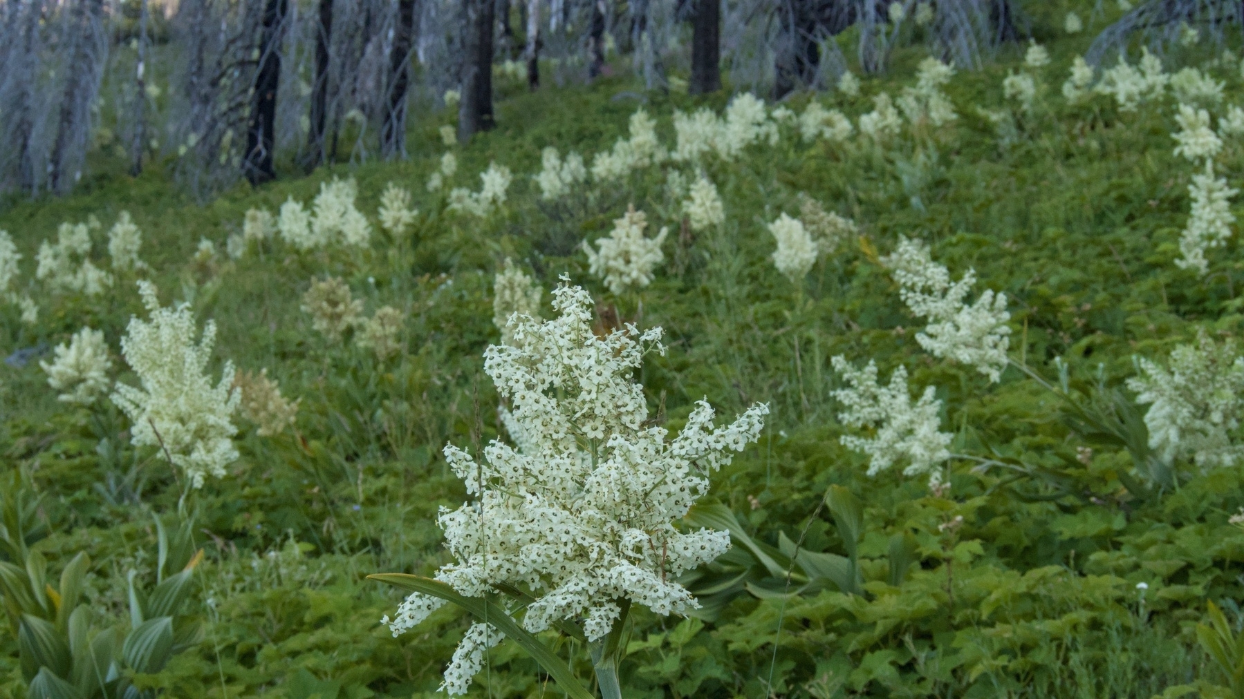 meadow of wildflowers