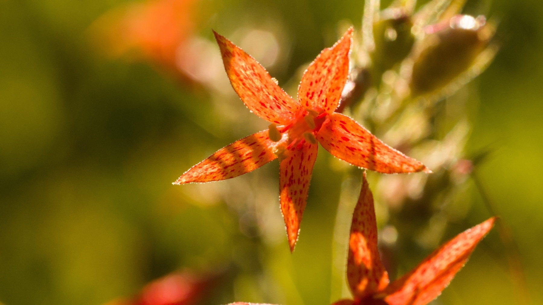 wildflowers