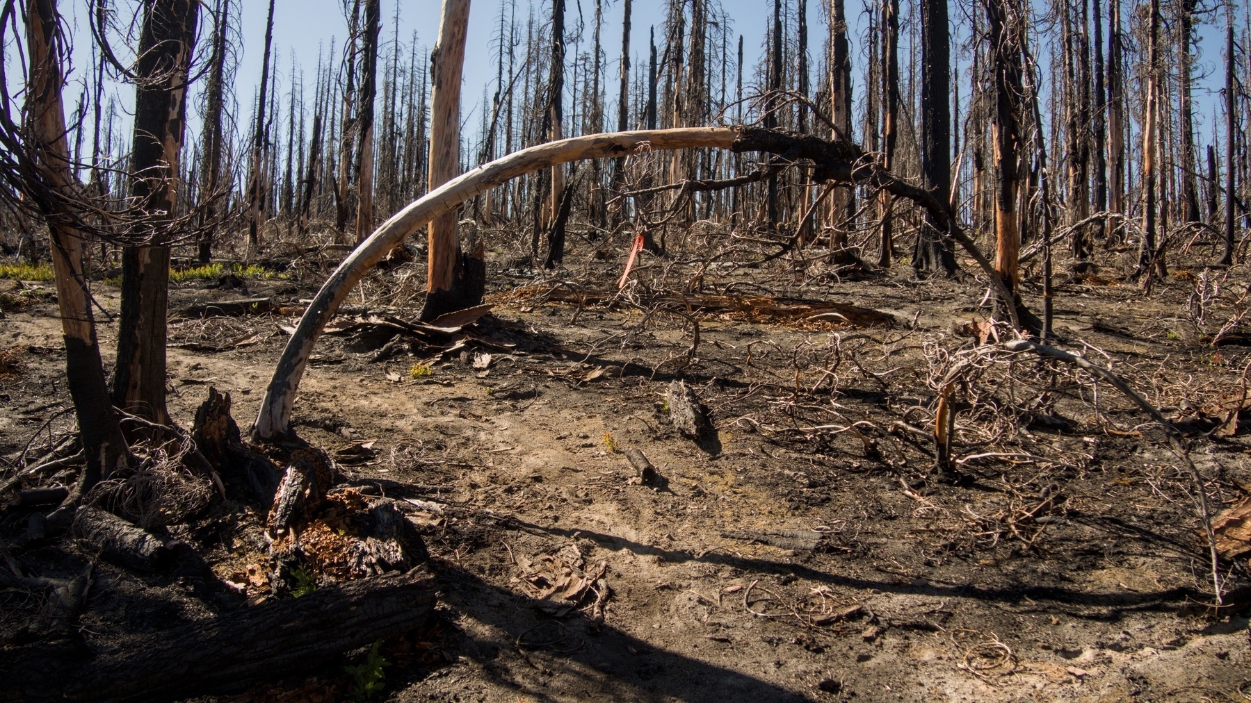 arched snag in a burned area