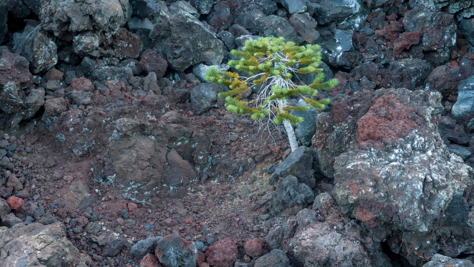 small tree in a lava field