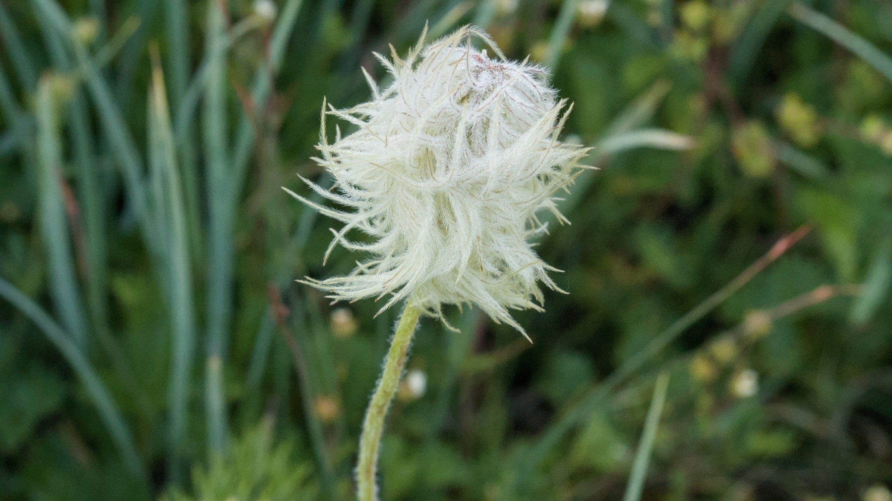 a very fuzzy flower