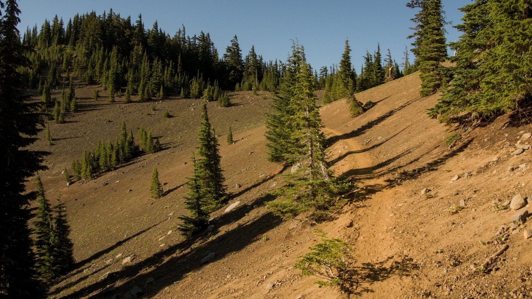 sandy trail in the woods