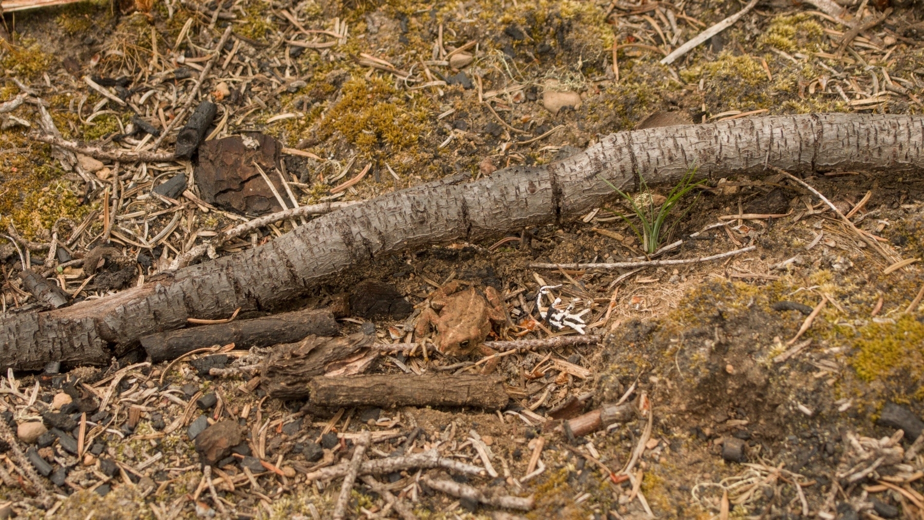 frog hiding in tree debris