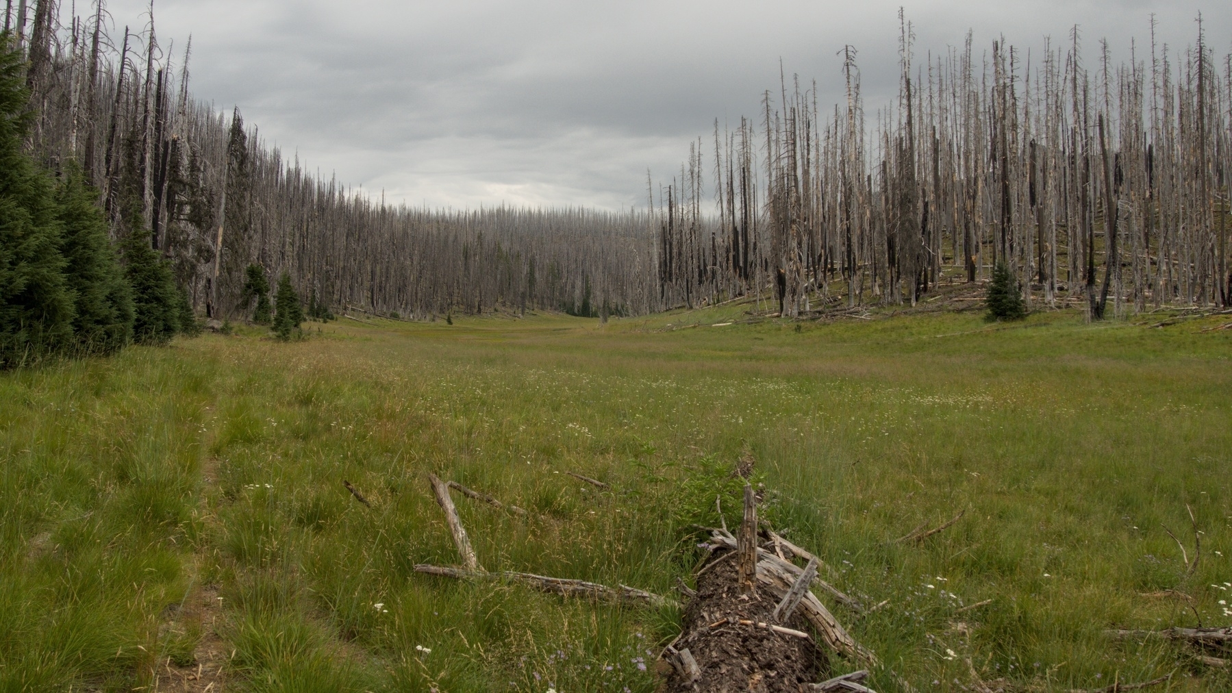 meadow surrounded by burnt timber