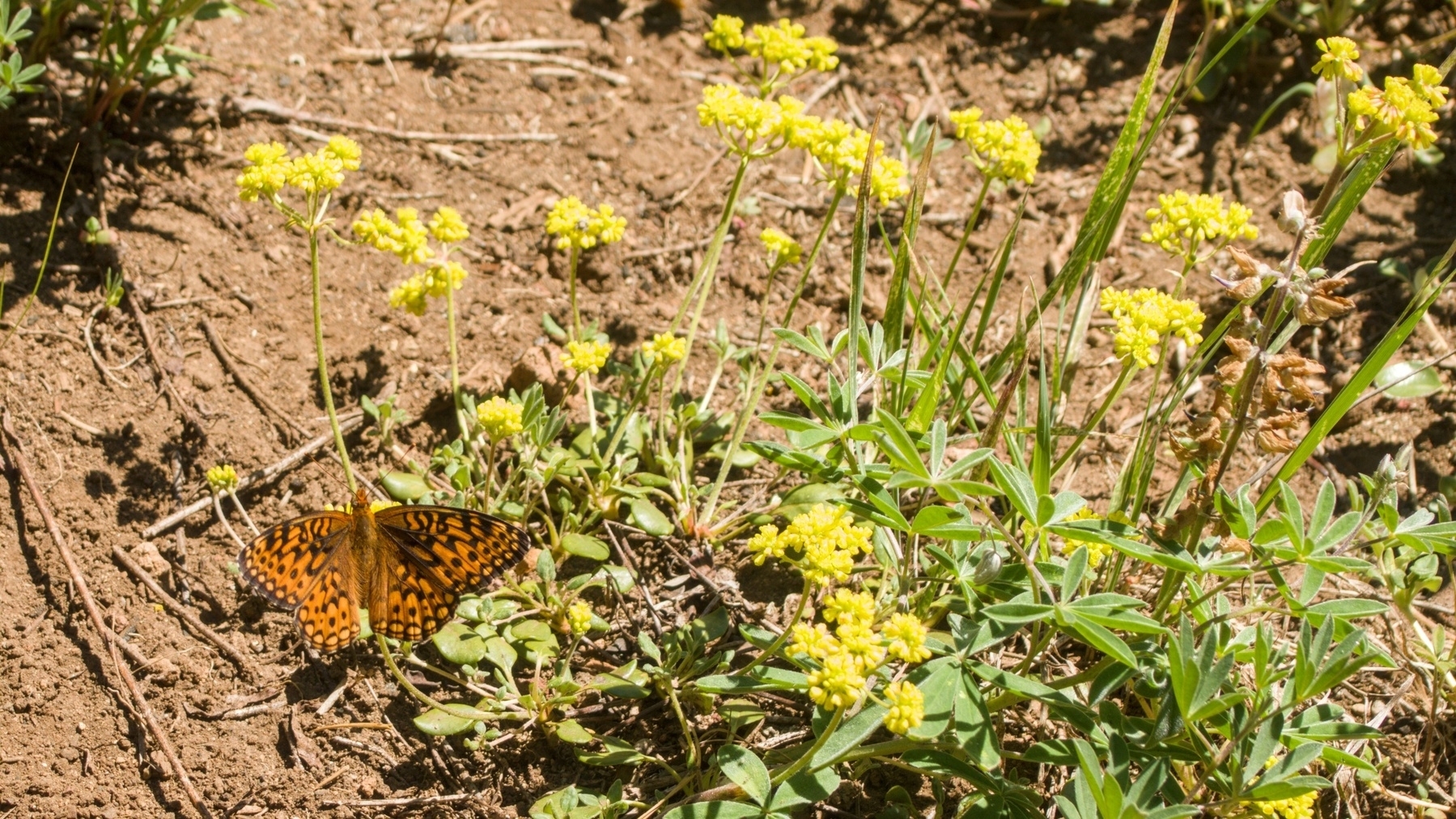 butterfly on a flower