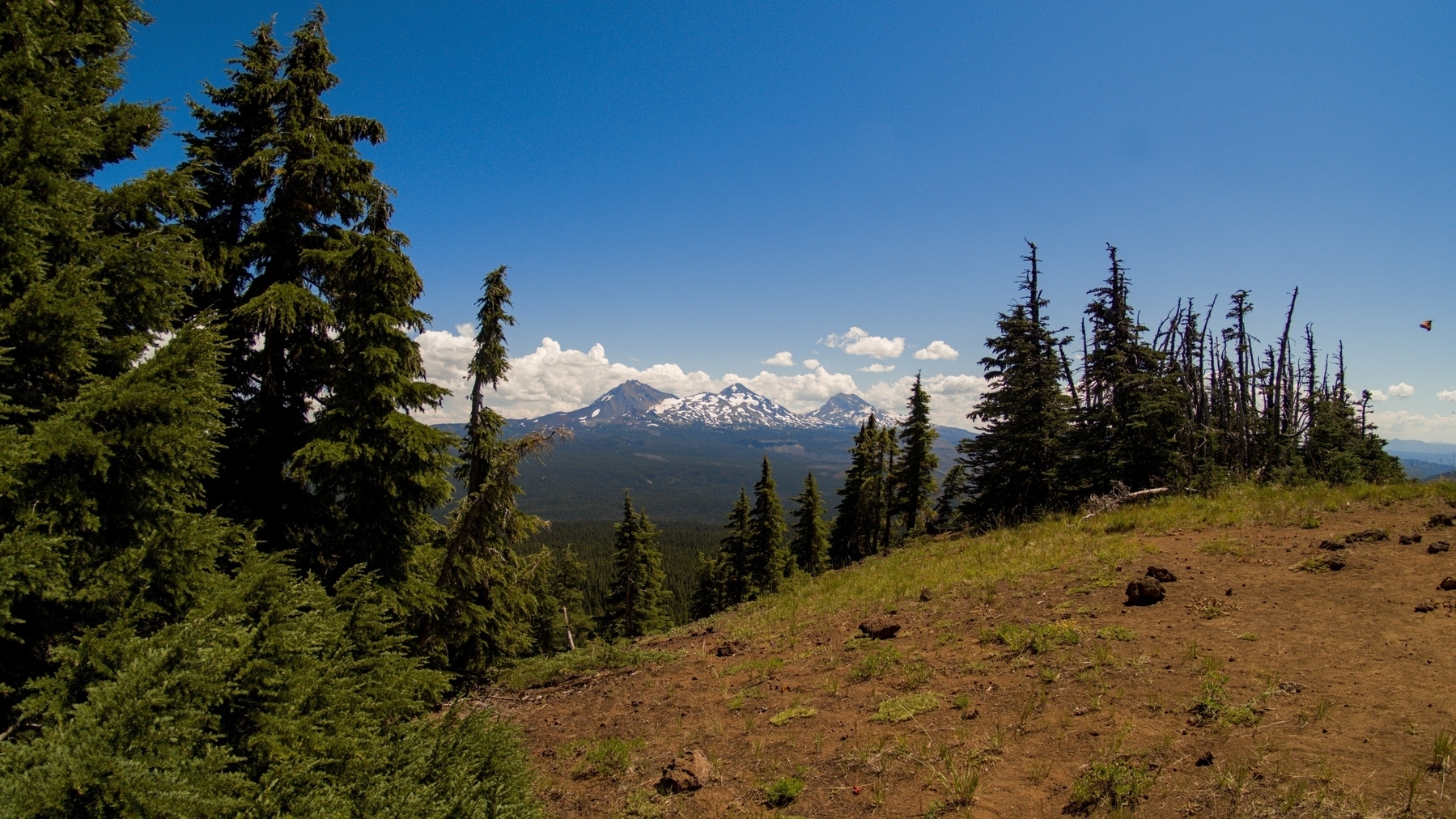 three sisters mountains seem through the trees