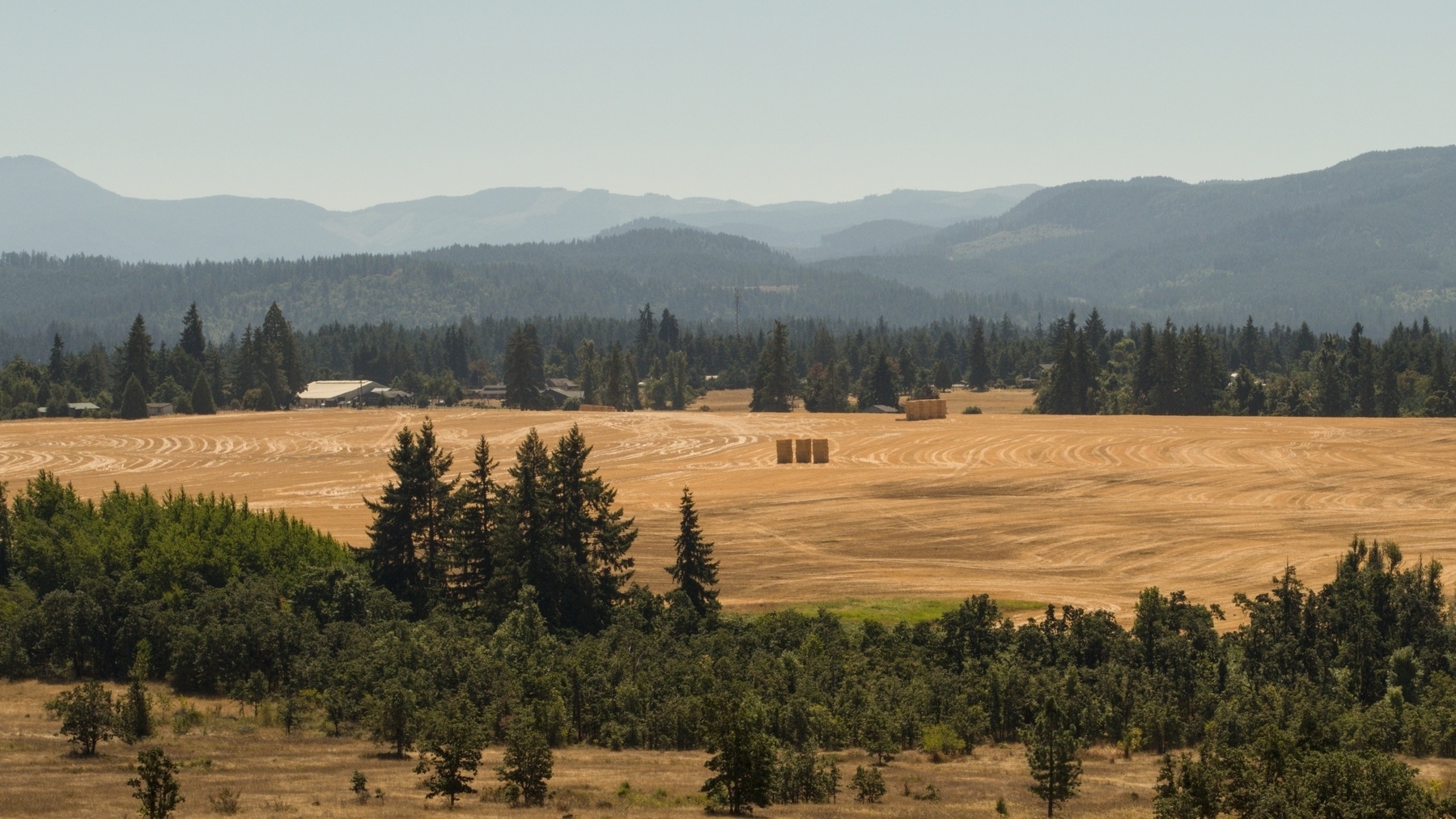 stacked hay bales in a field