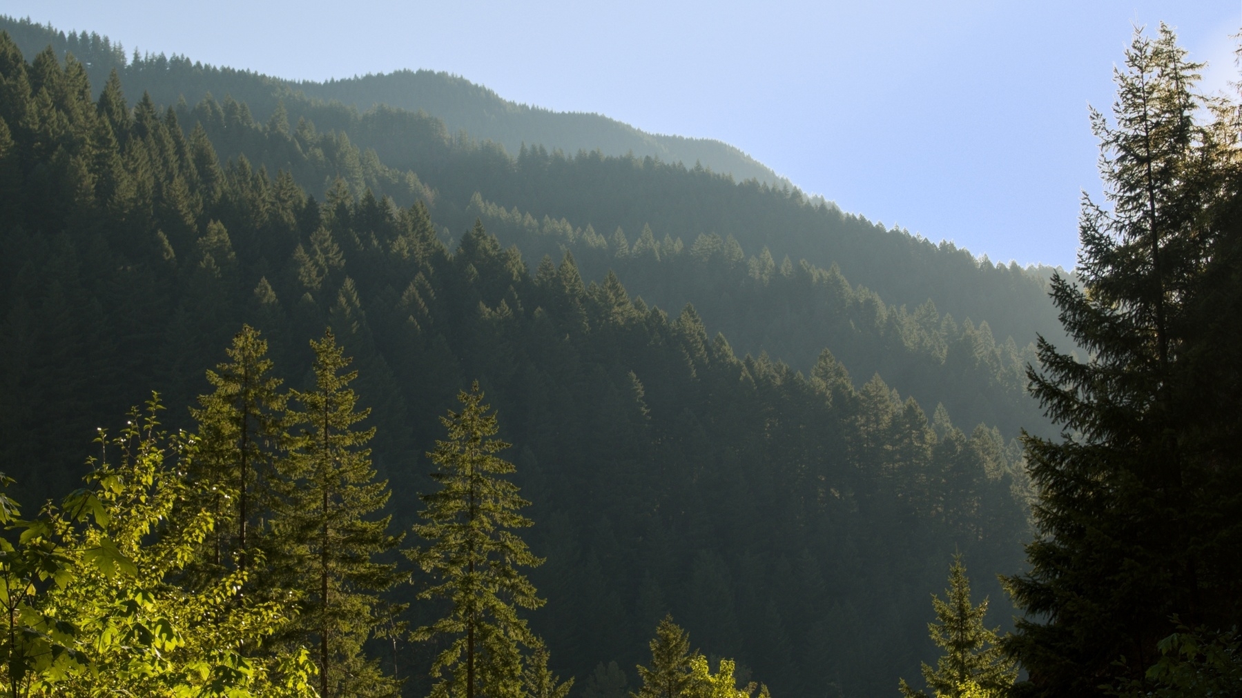 forested hills receding into the distance