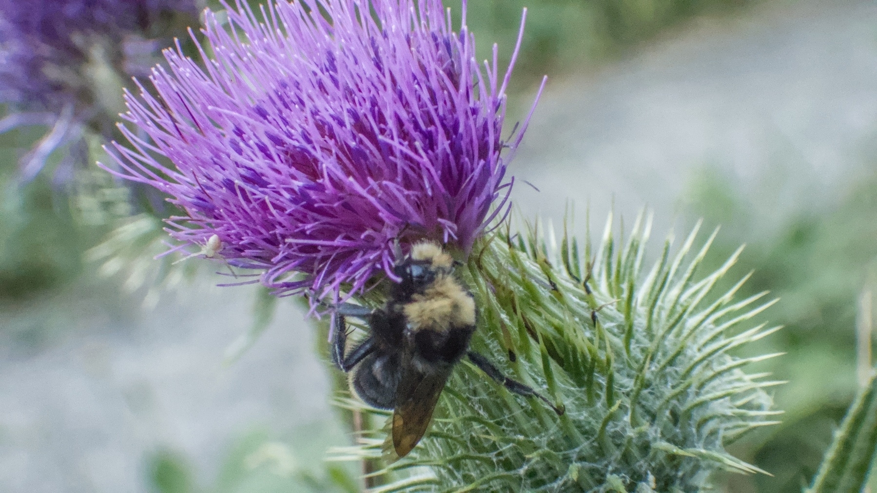 tiny spider with a much larger bee