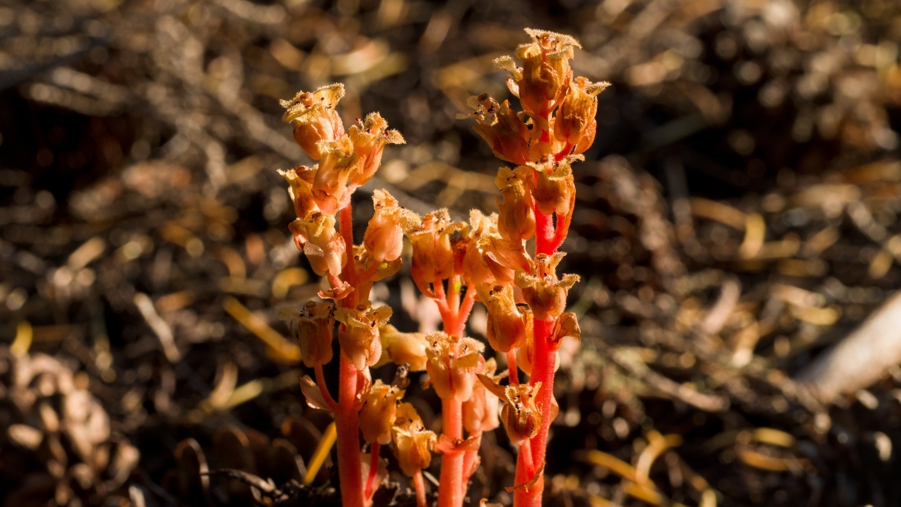 parasitic flowers on the forest floor