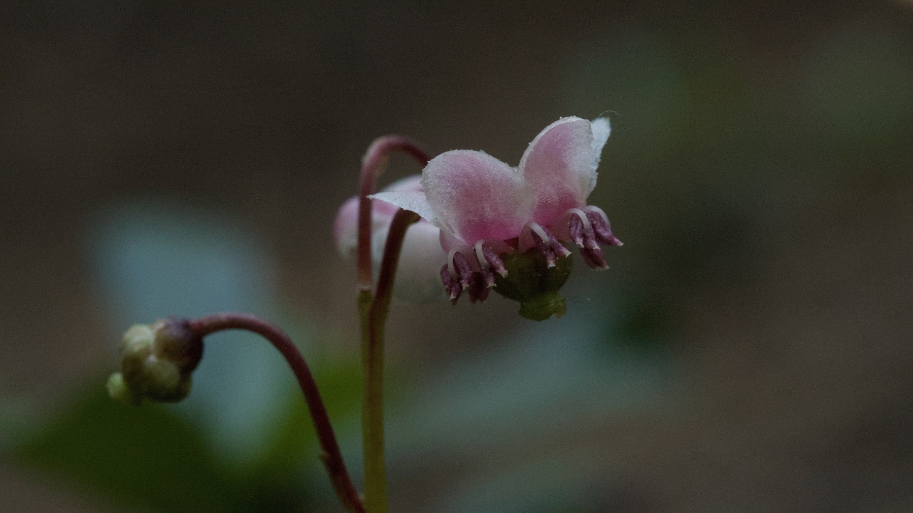Prince's pine flower