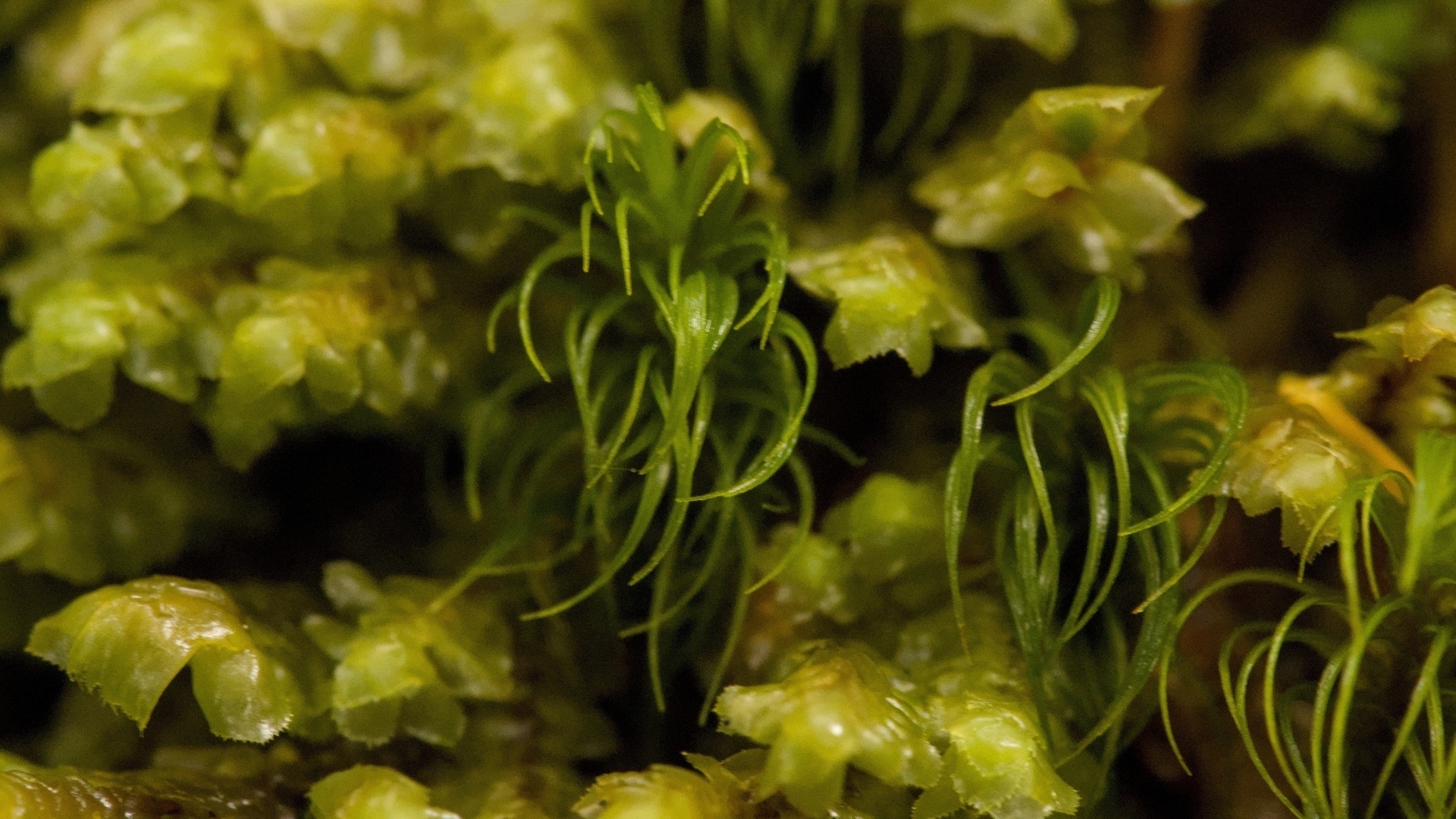 close up of moss
