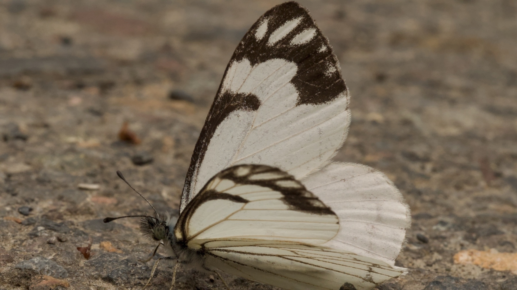 pine white butterfly