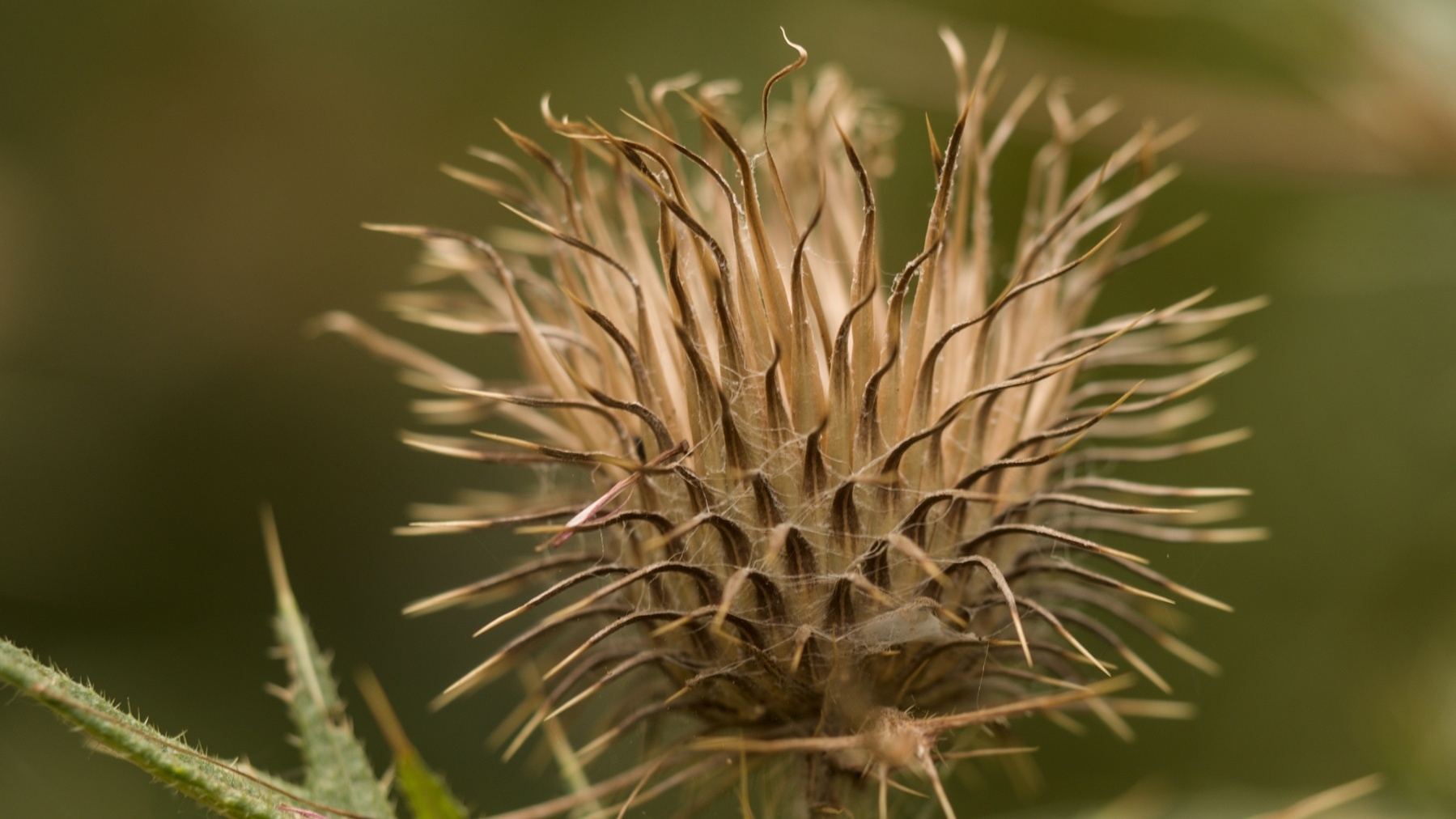 thistle head