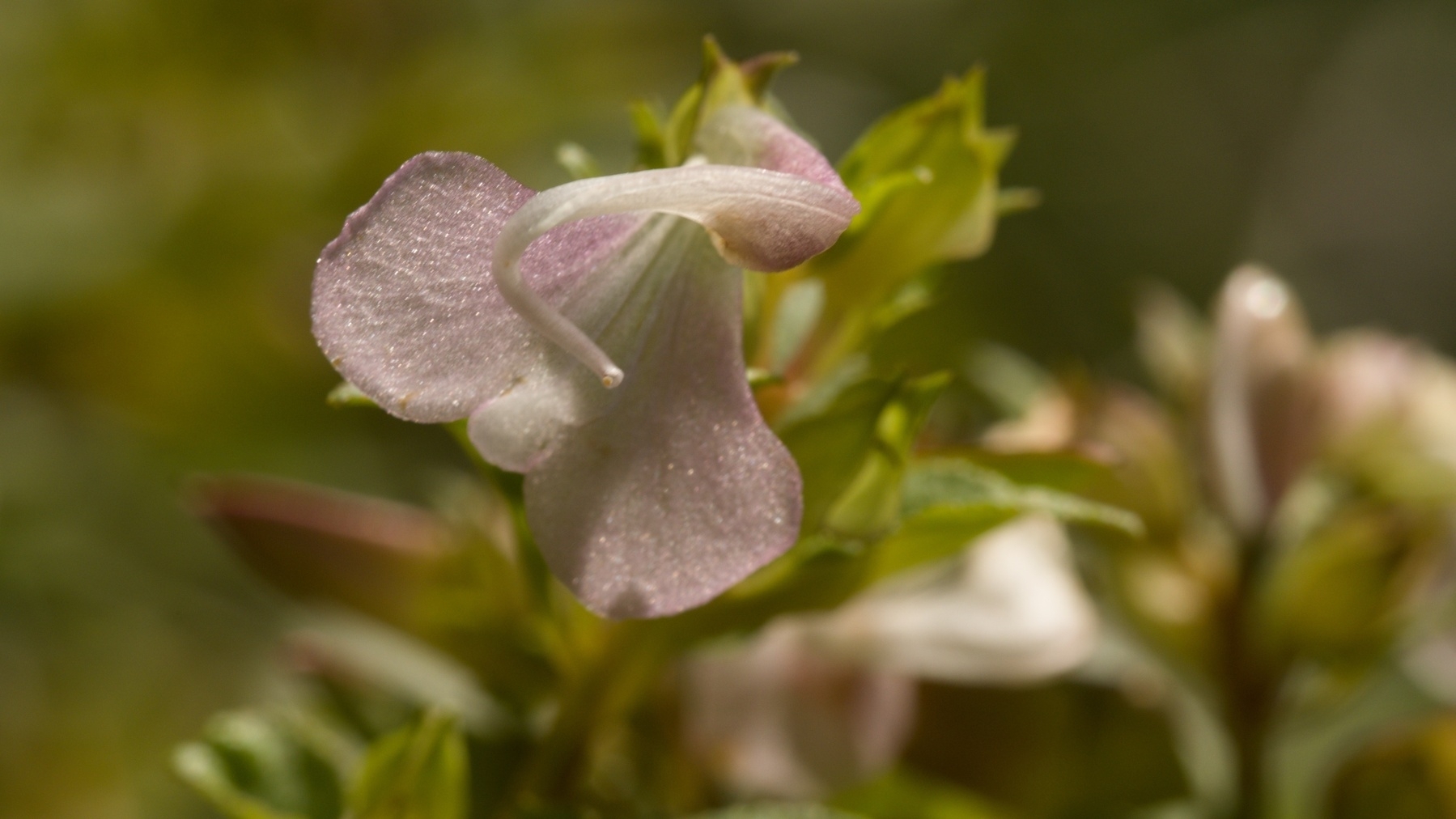sickletop losewart flower
