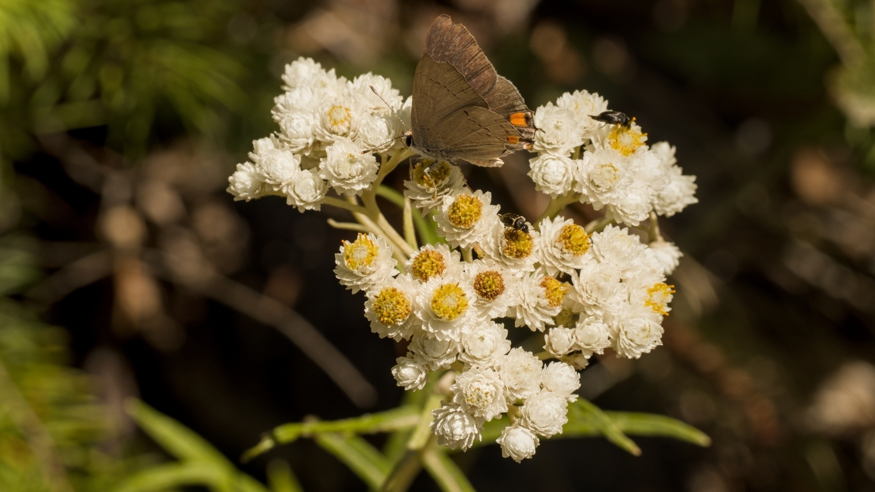 butterfly and other bugs on some flowers