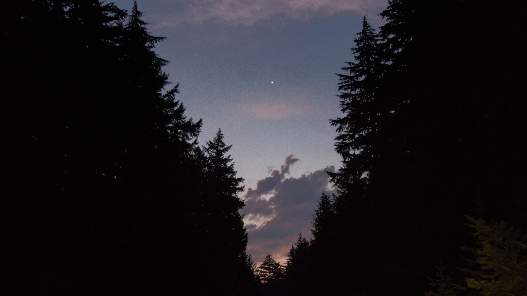 venus seen from a forest clearing