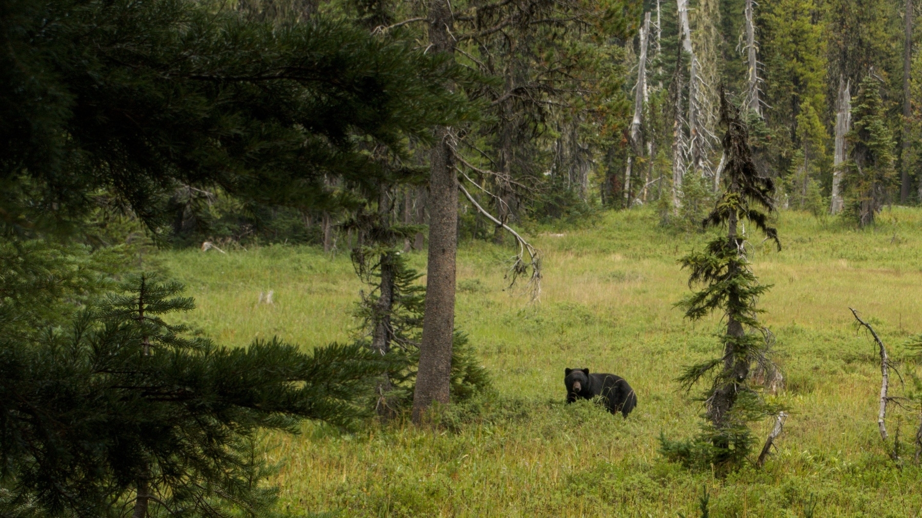 bear in a mountain meadow