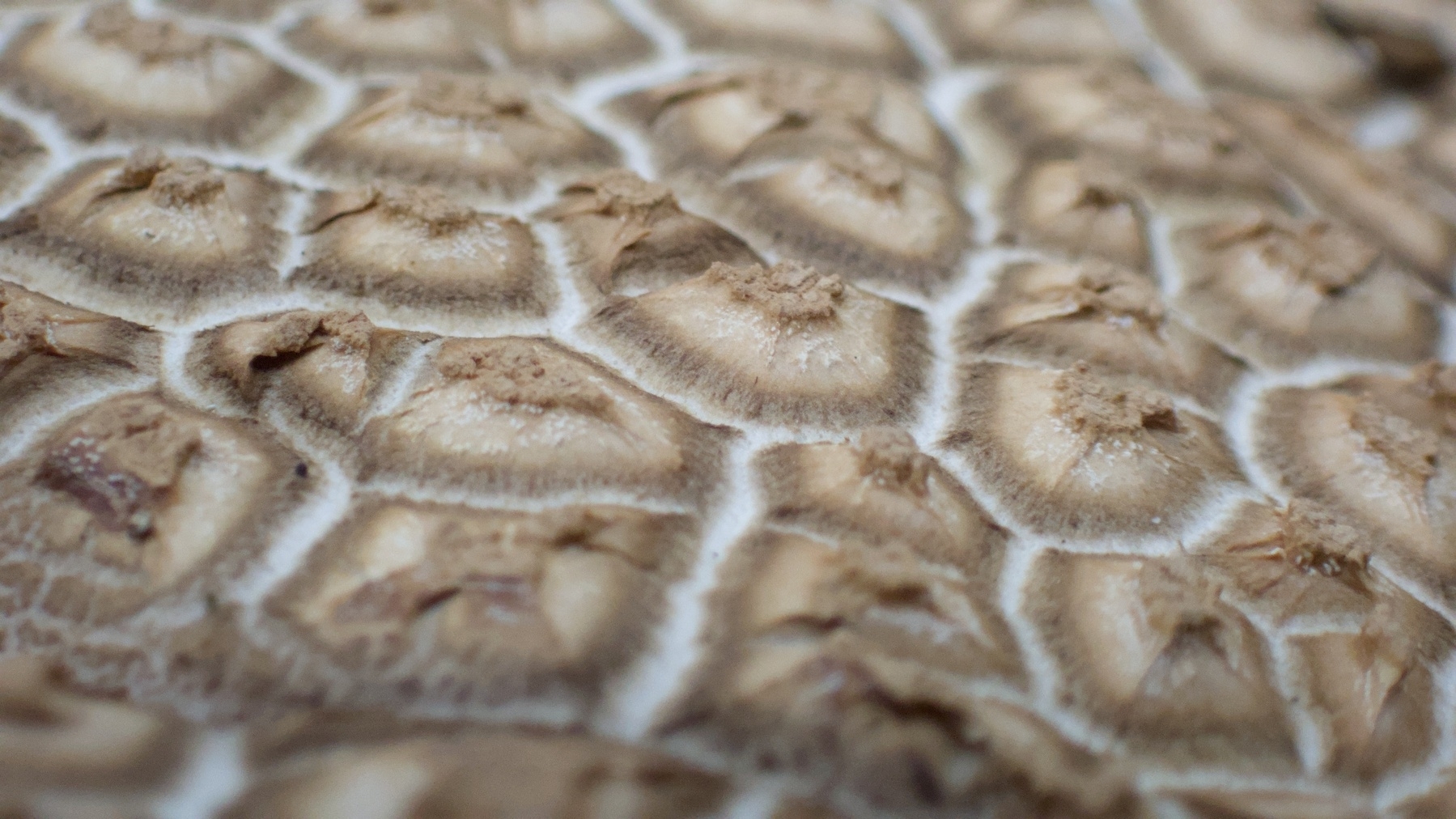 actually a closeup of a mushroom