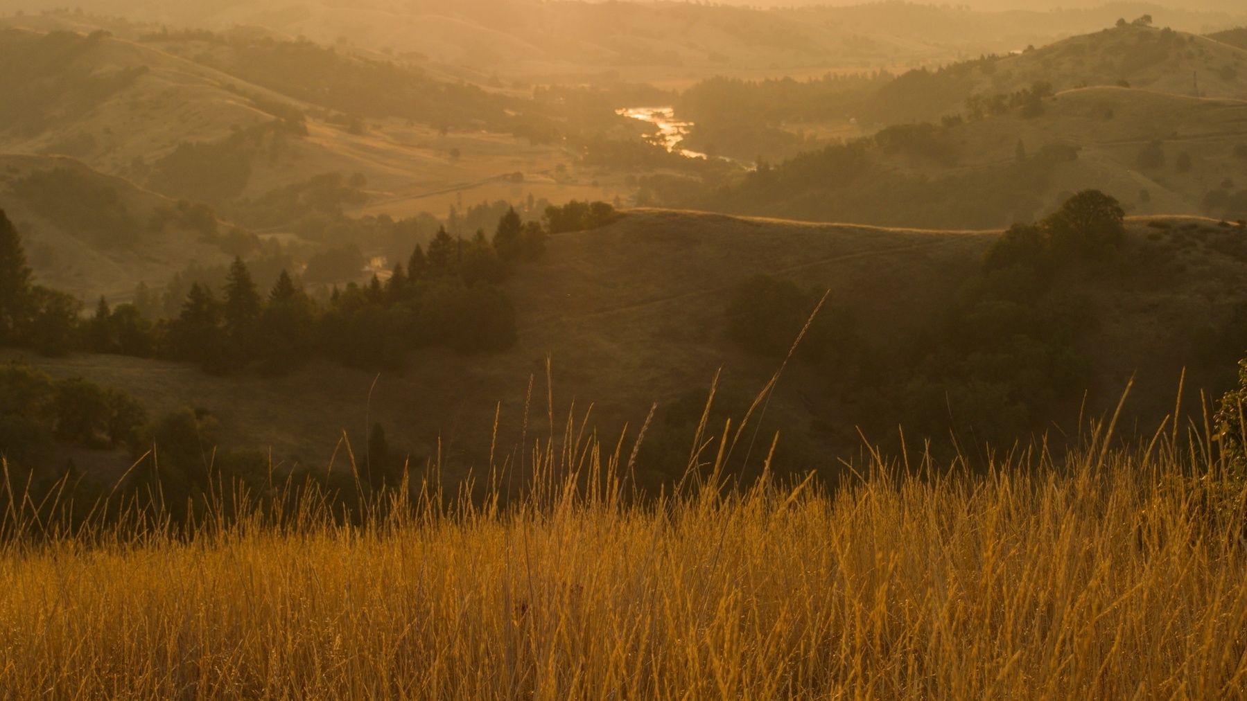 grass-covered hills at dawn