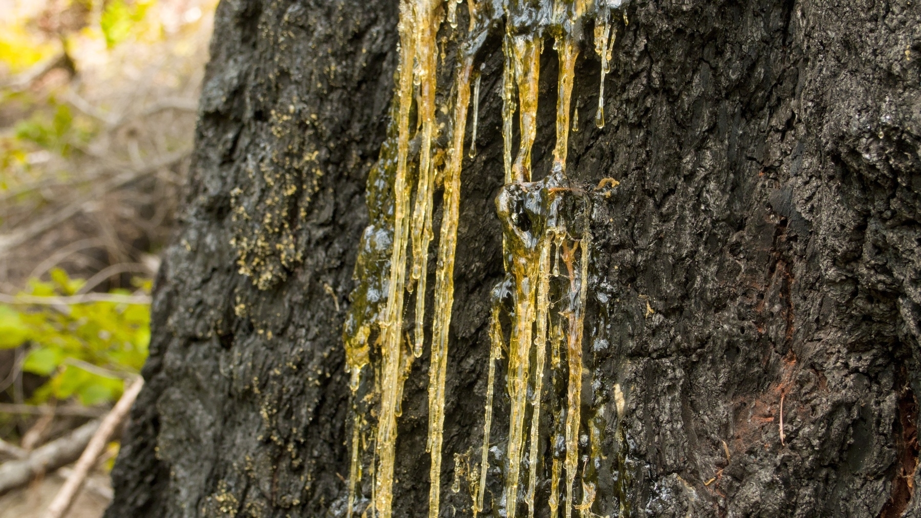 pine sap on a burned tree