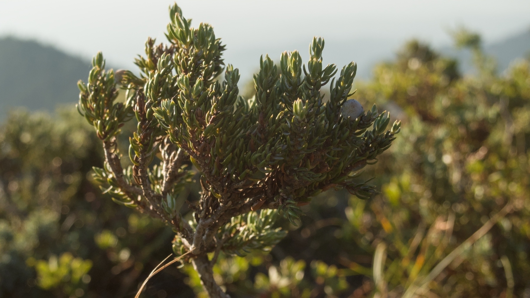 a tiny juniper tree