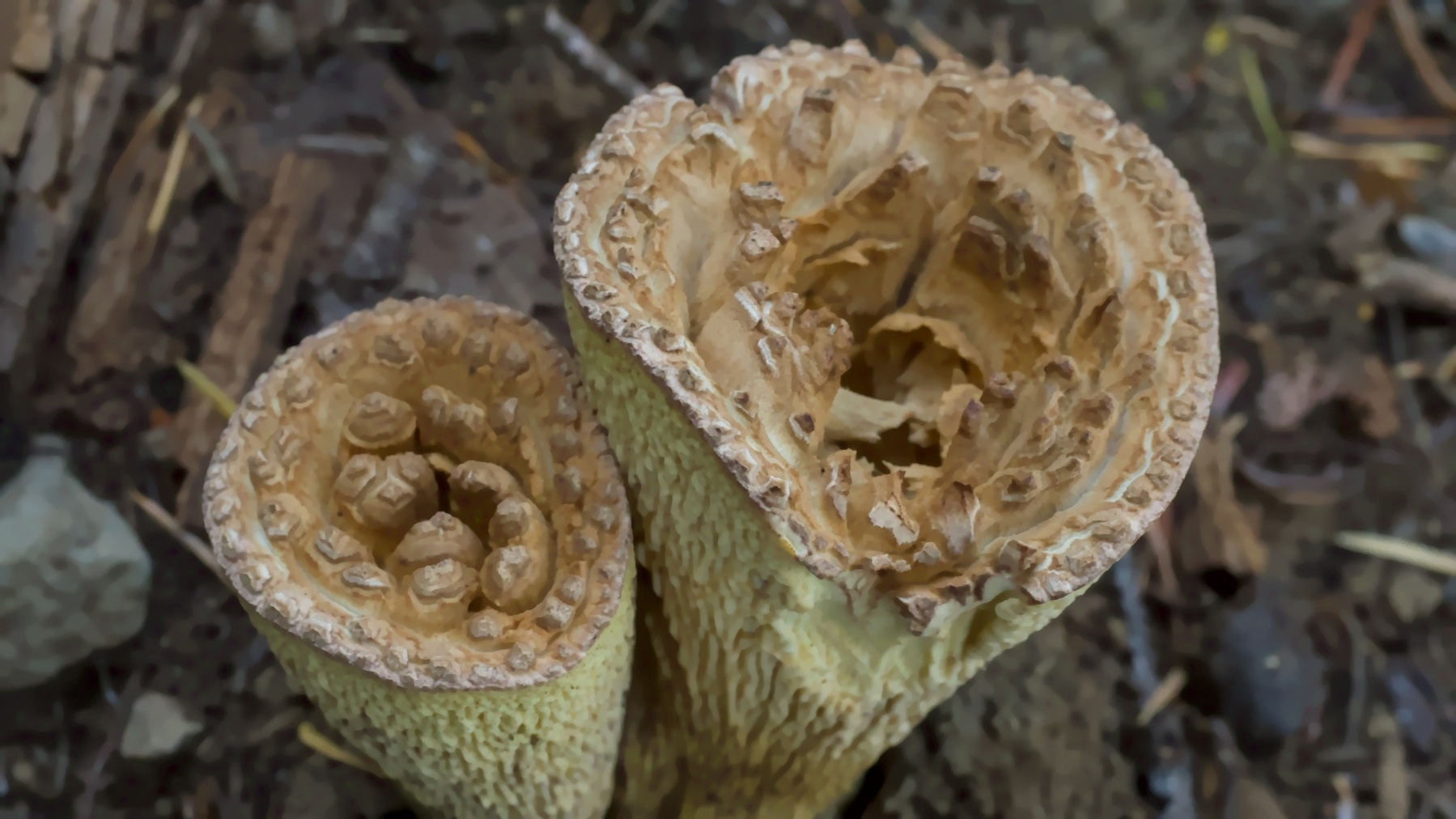 a pair of large mushrooms