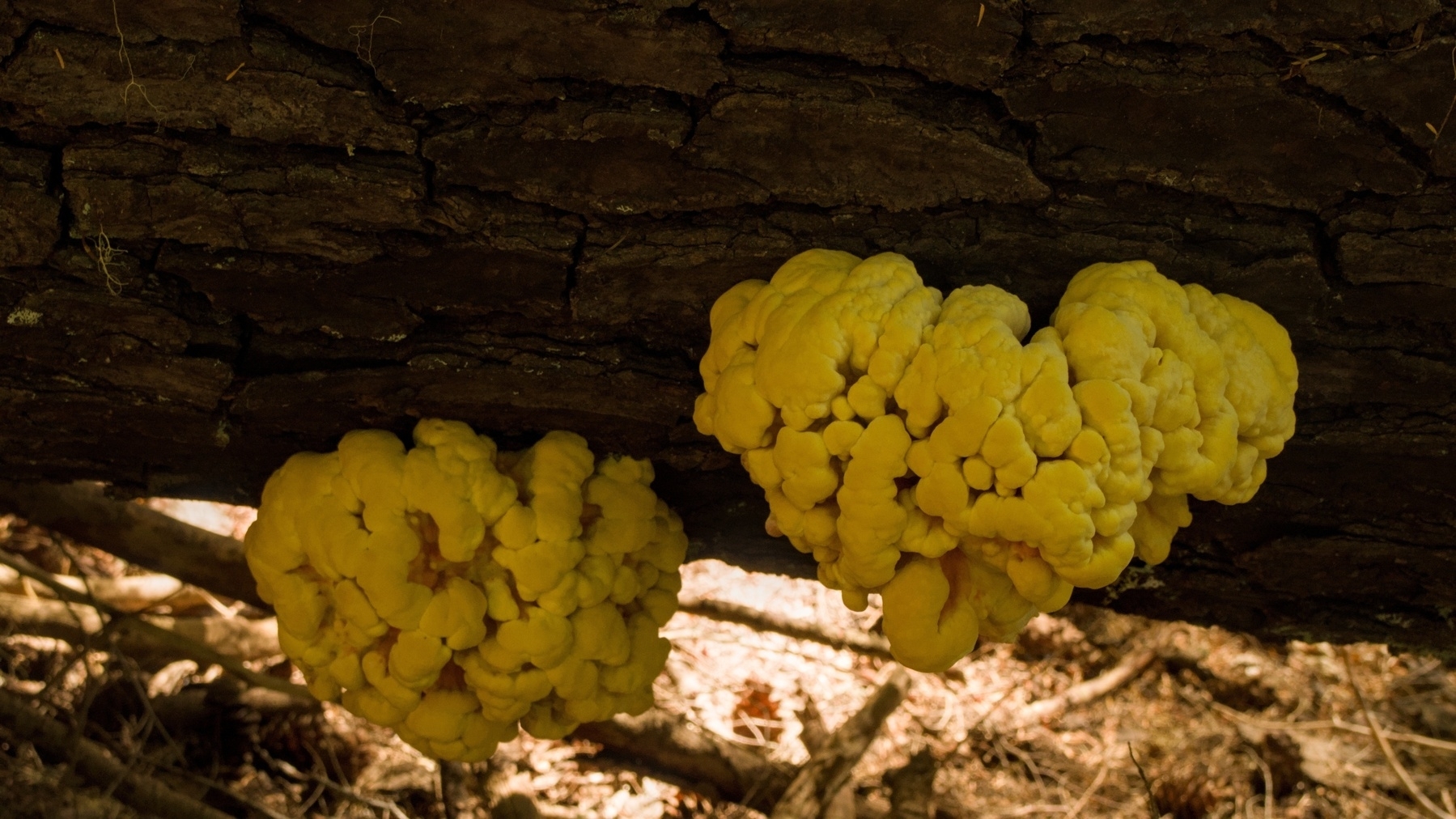 large fungi on a fallen tree