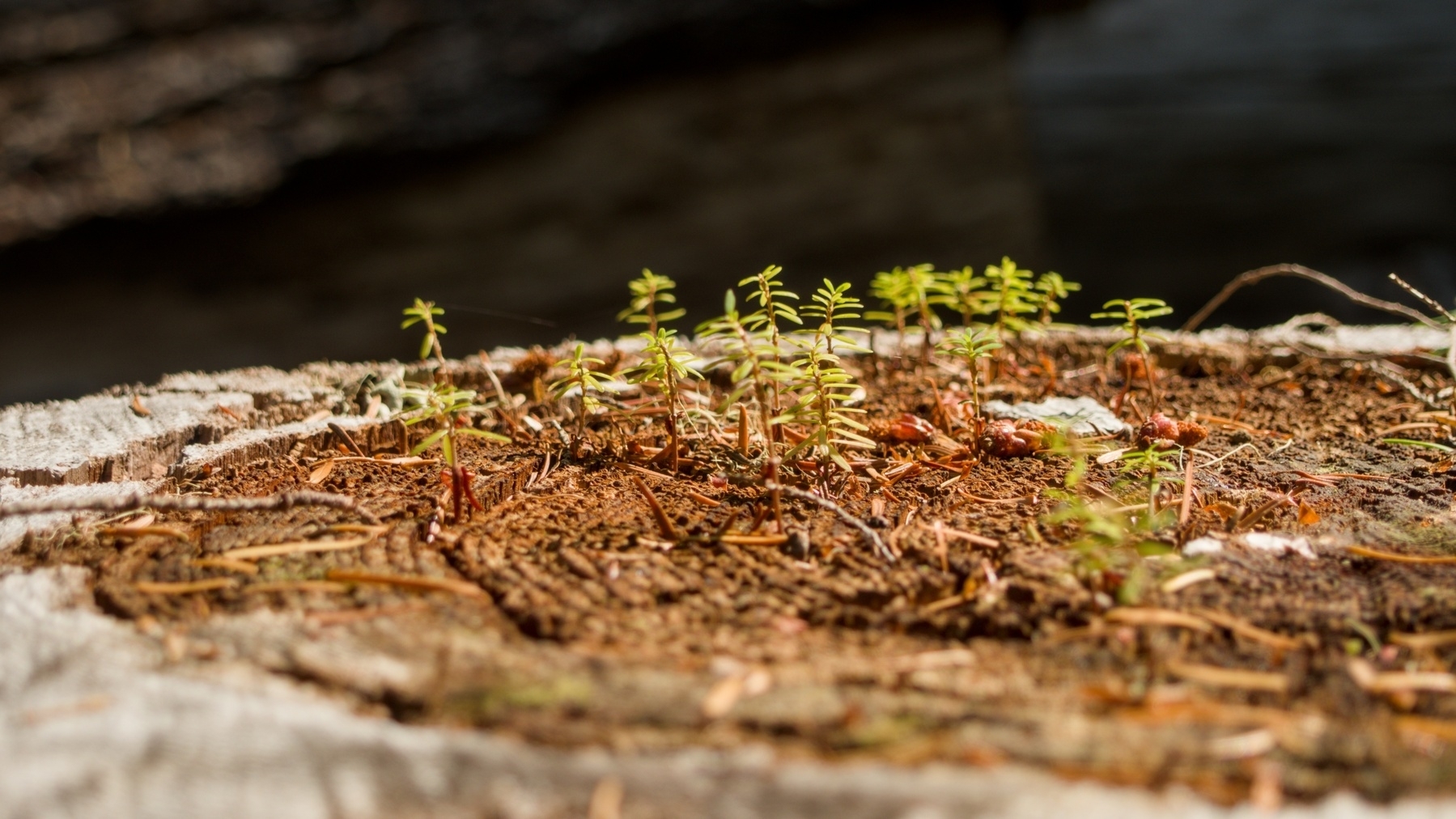 Fir seedlings sprouting from a stump