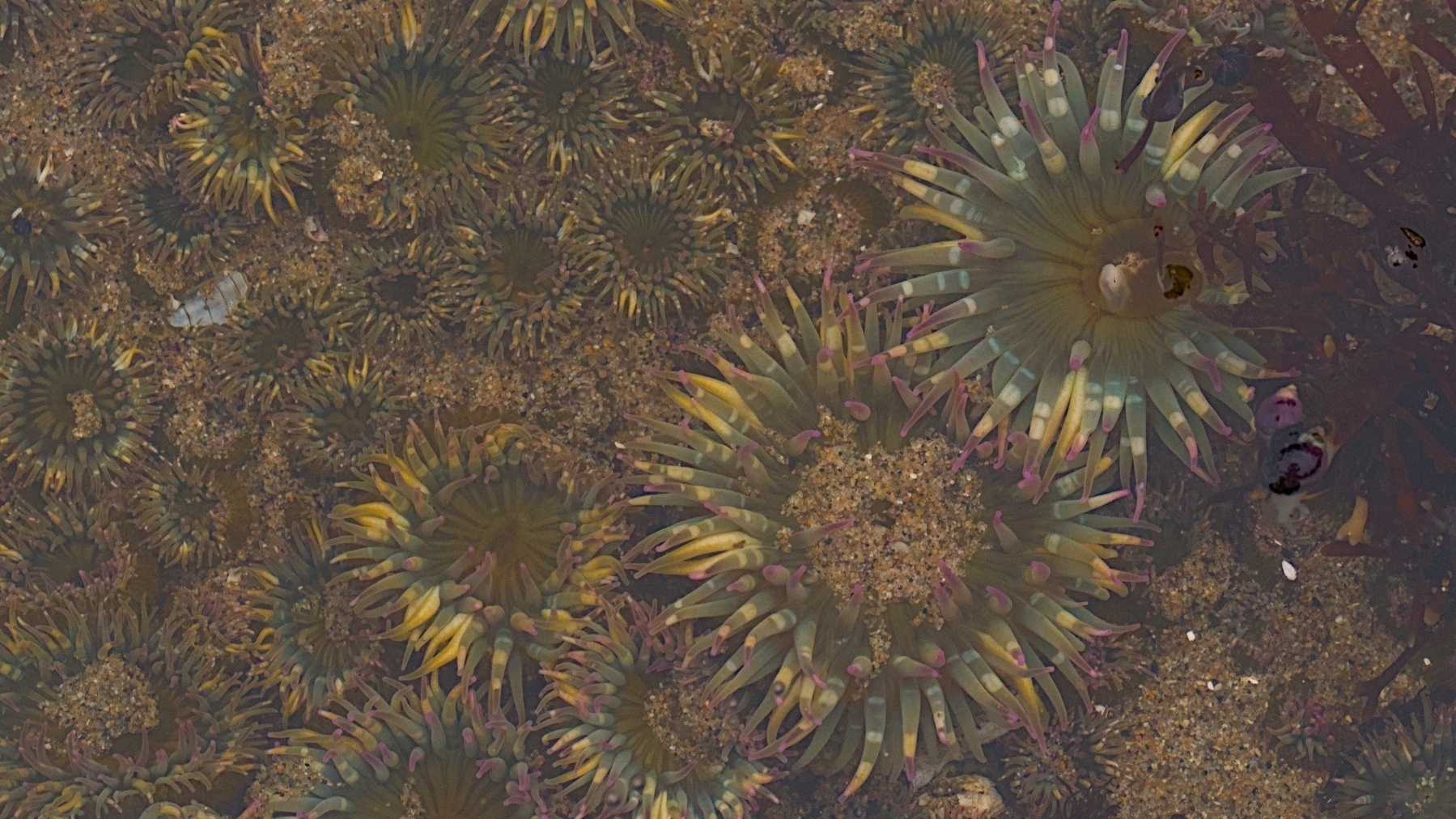 tidepool full of multicolored sea anemones