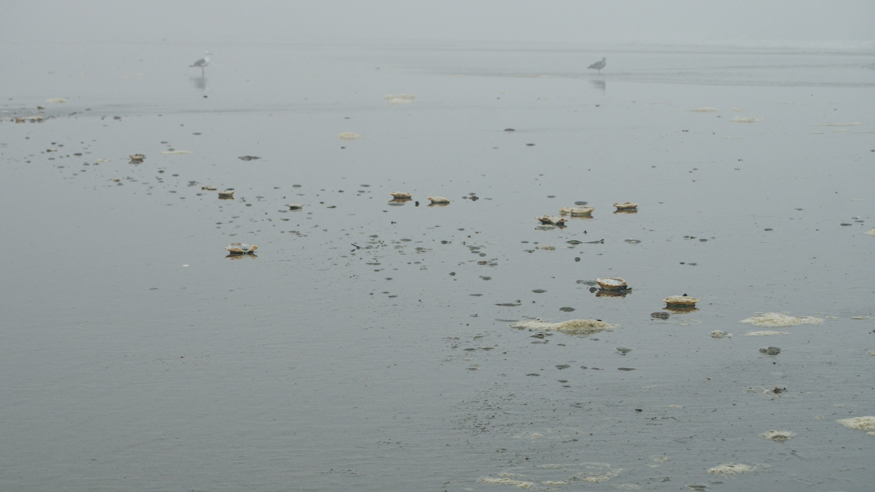 two sea gulls with a litter of crab shells
