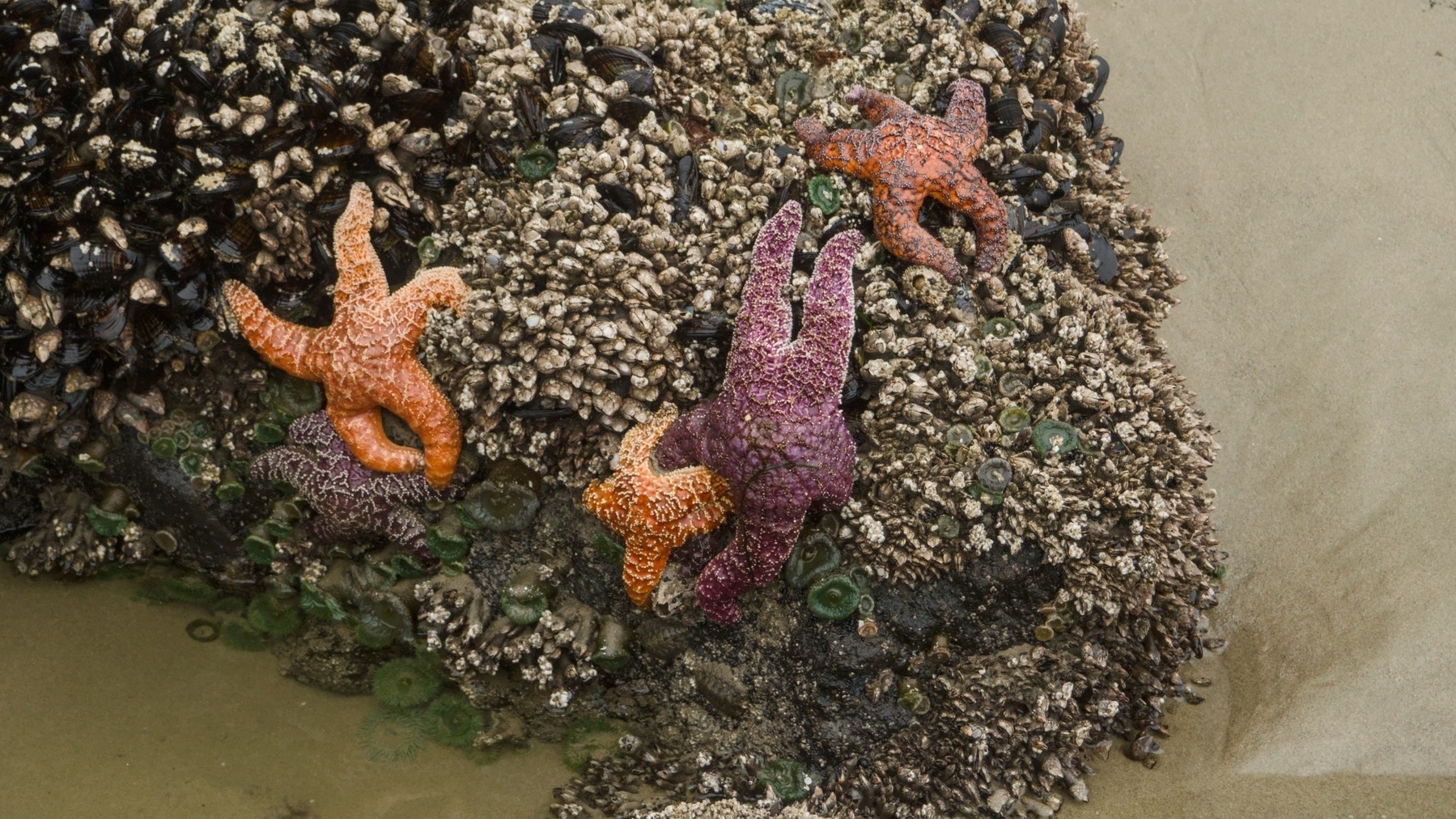 tidepool with starfish on the rocks