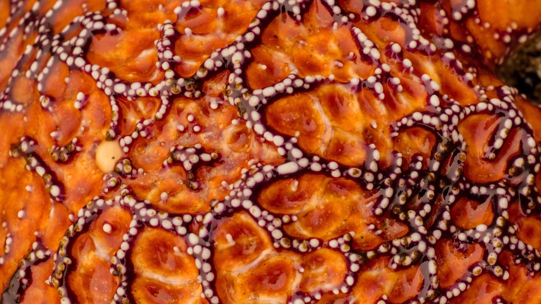 close-up of a starfish