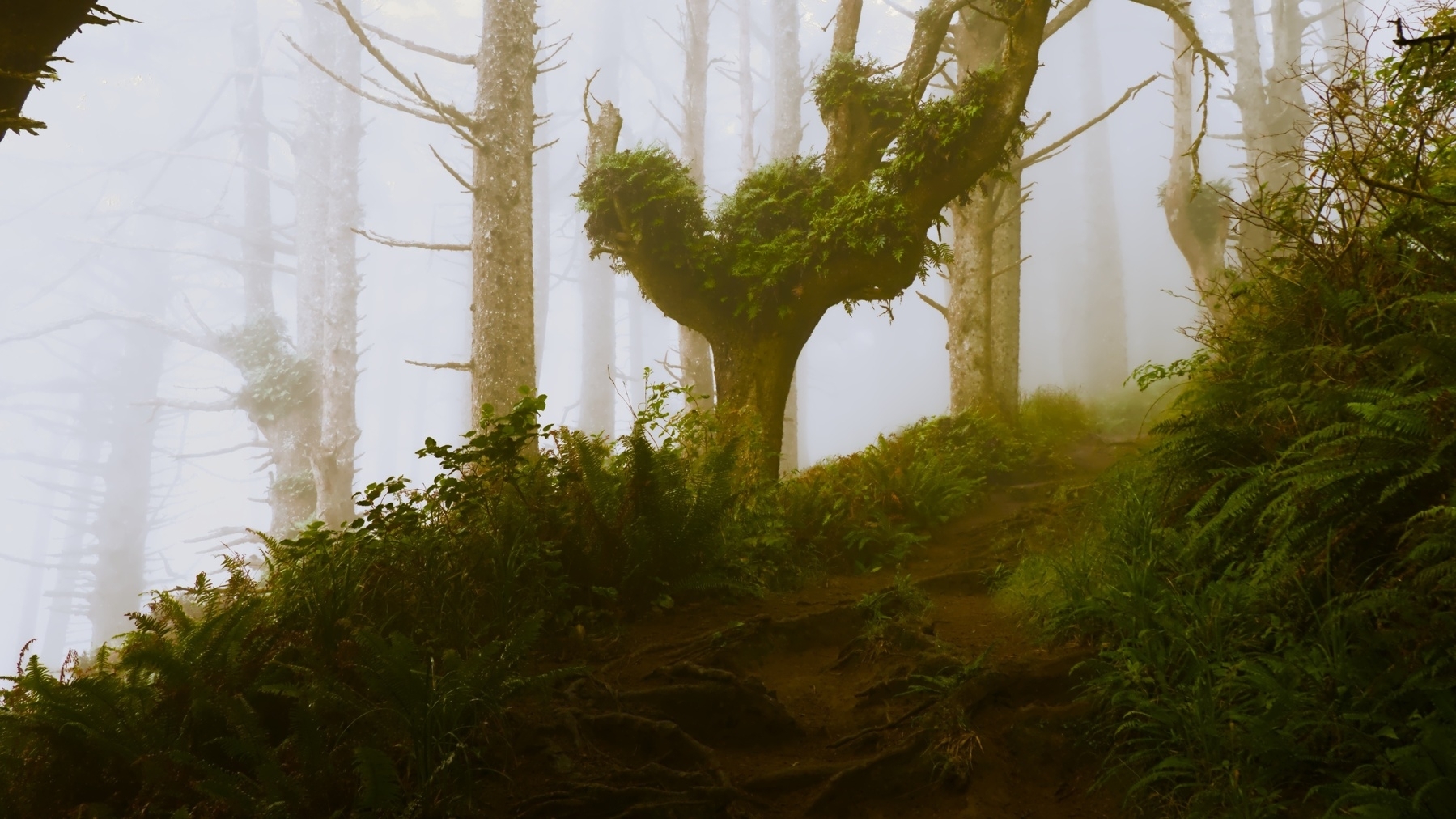 tree with ferns in the fog