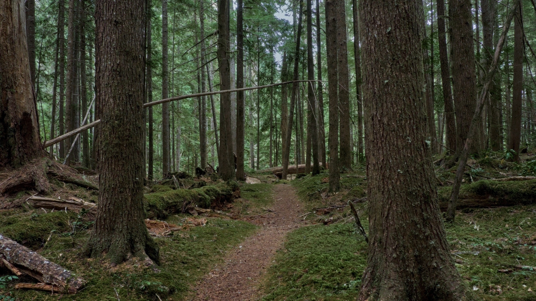 trail in the woods