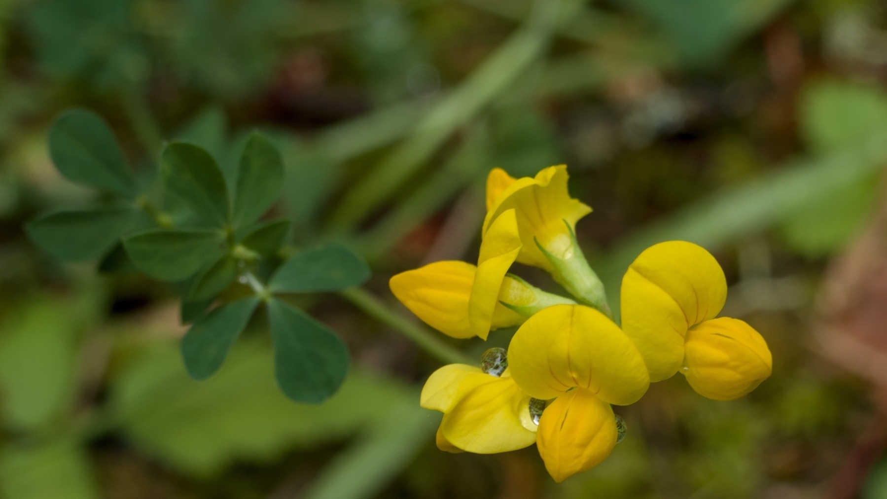 Bird's-foot Trefoil flowers