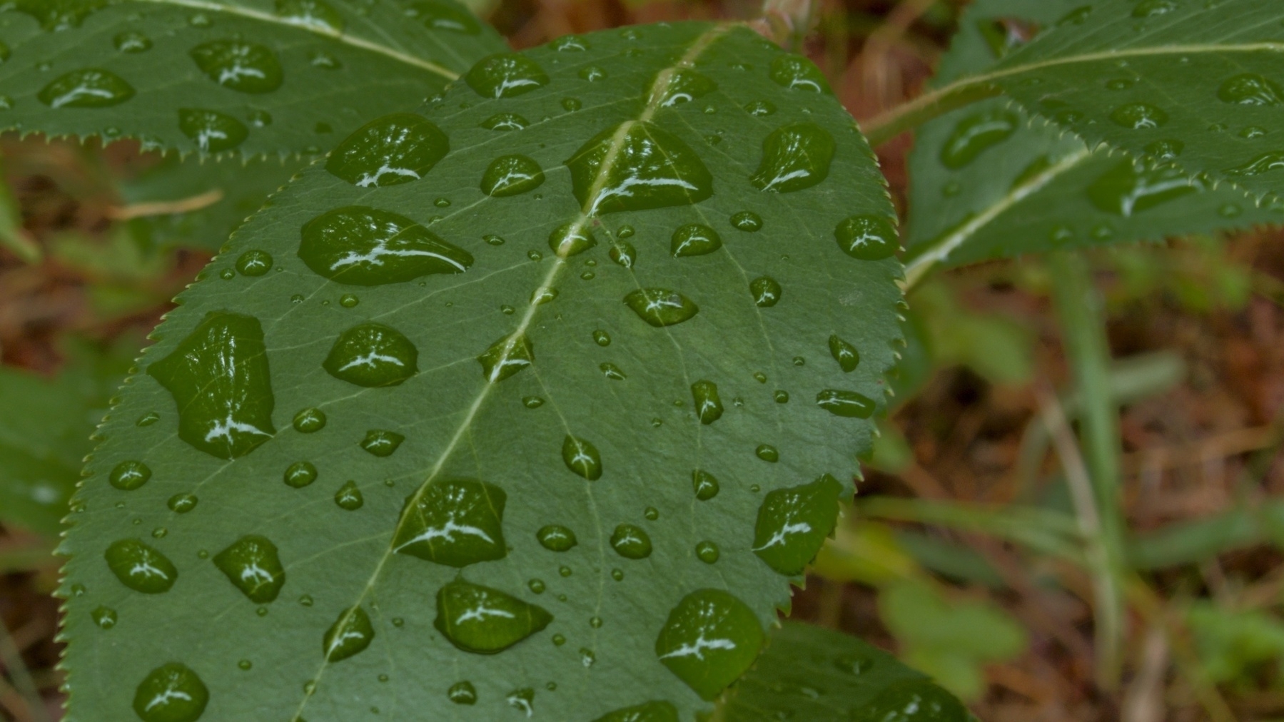 reflections in water droplets on a leaf
