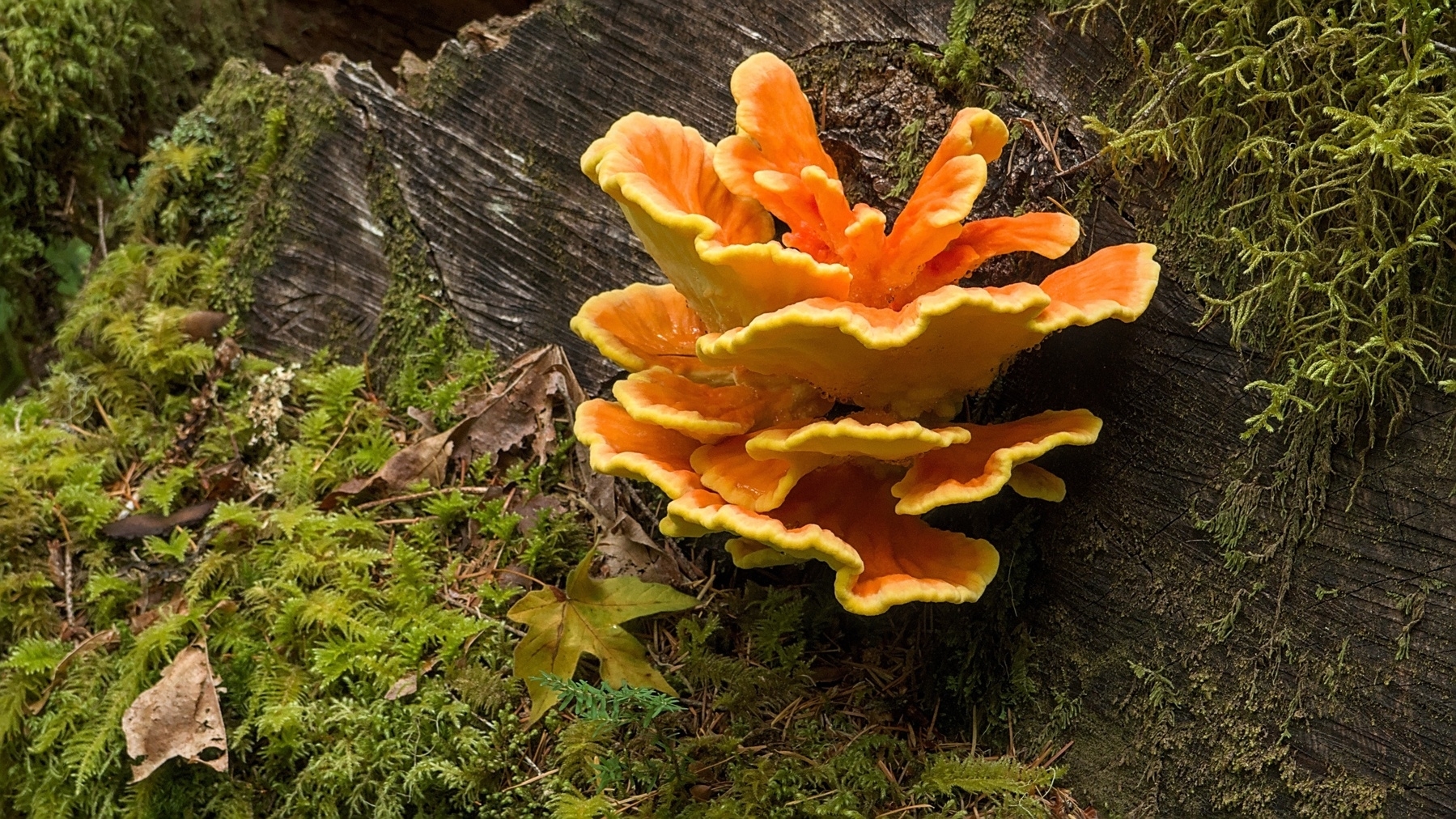 bright orange fungus on a log