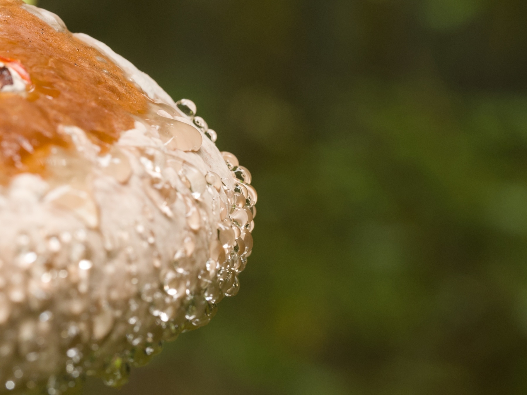 closeup of a fungus covered with water drops