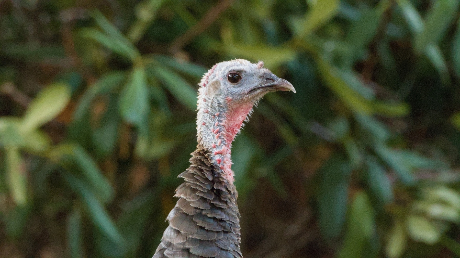 close up of a wild turkey in profile
