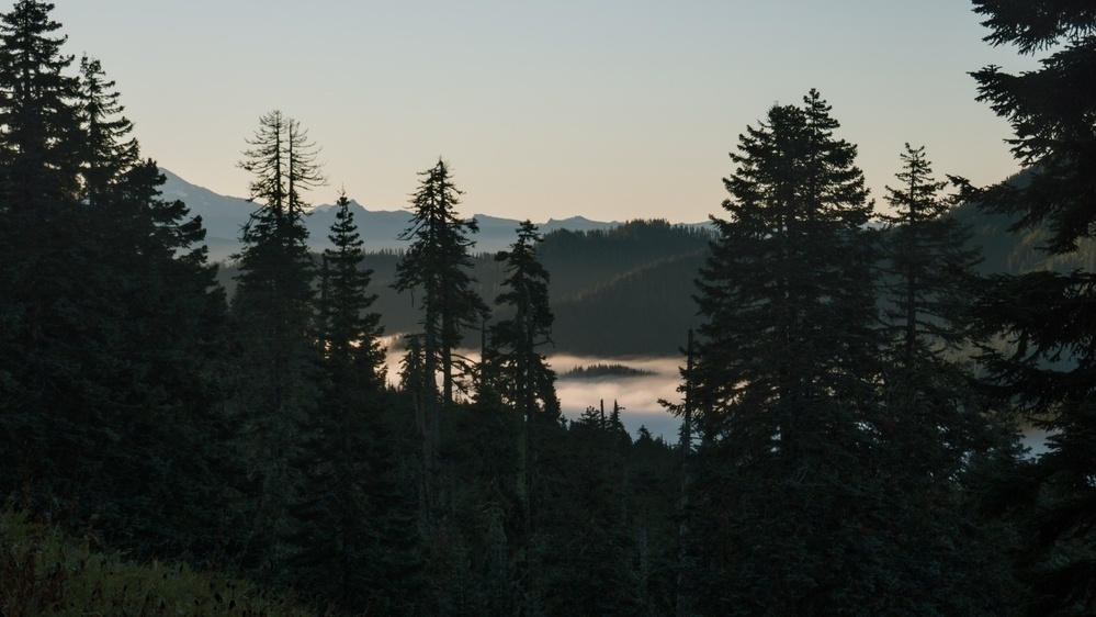 forested hills above a low cloud layer