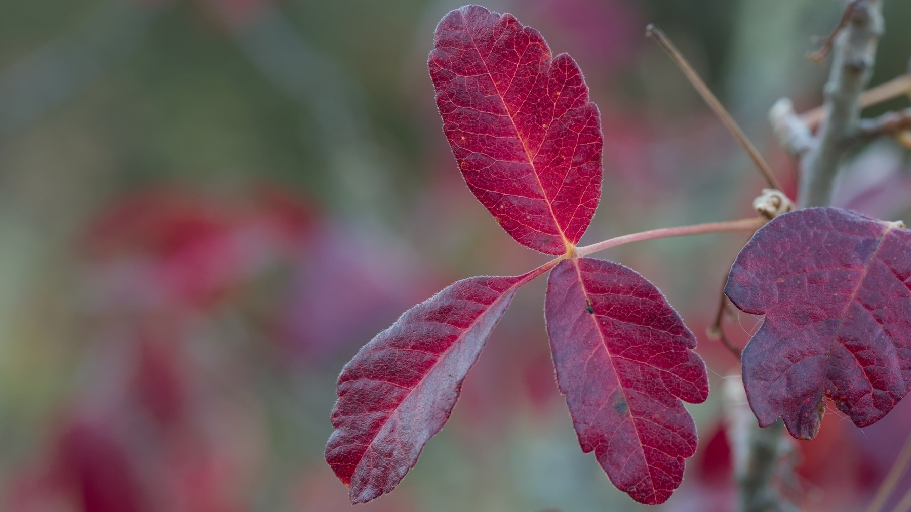poison oak leaves