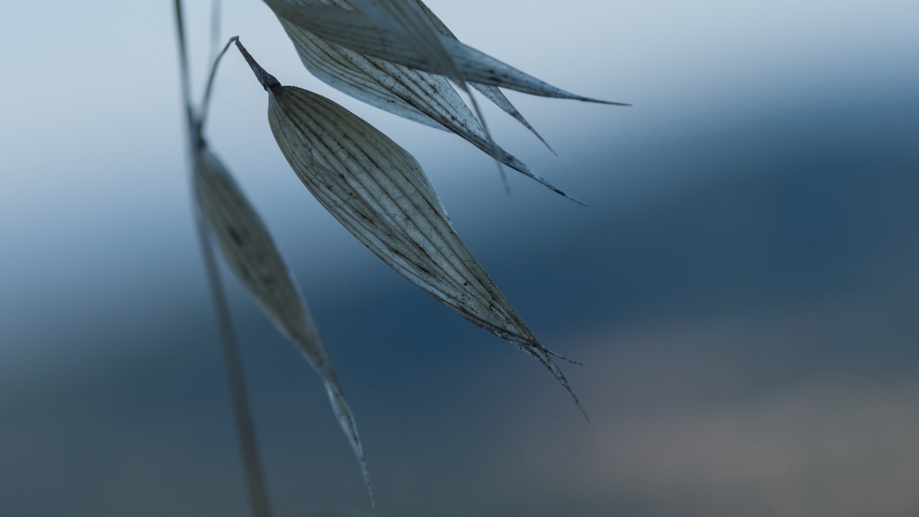 Close-up grass seeds