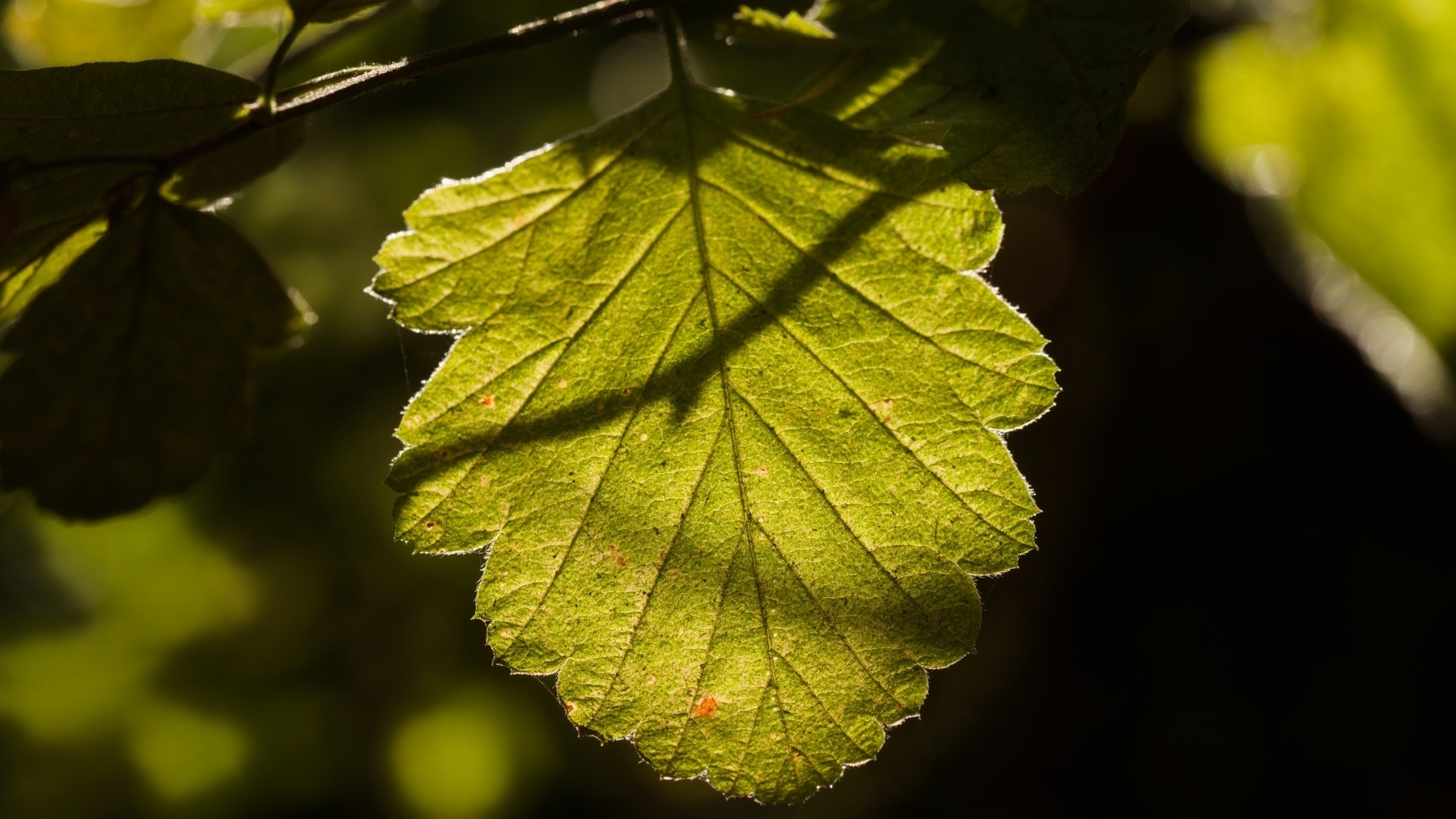 a single backlit leaf