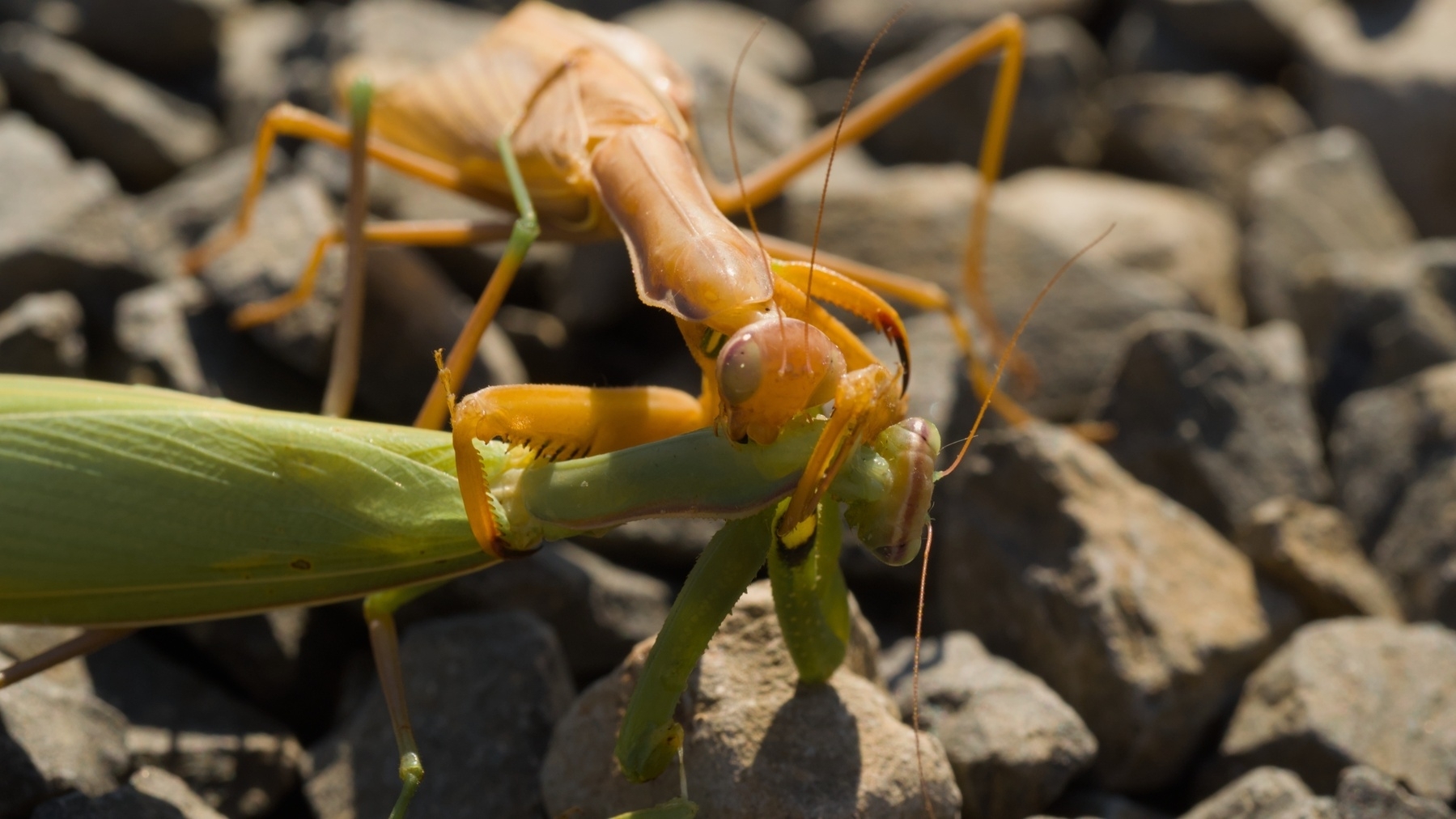 one praying mantis eating another